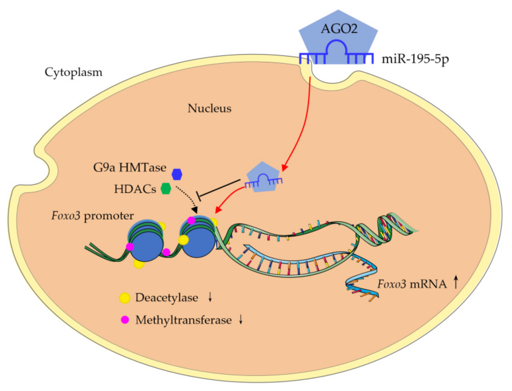 Ijms 22 06721 g006 Ijms 22 06721 g006