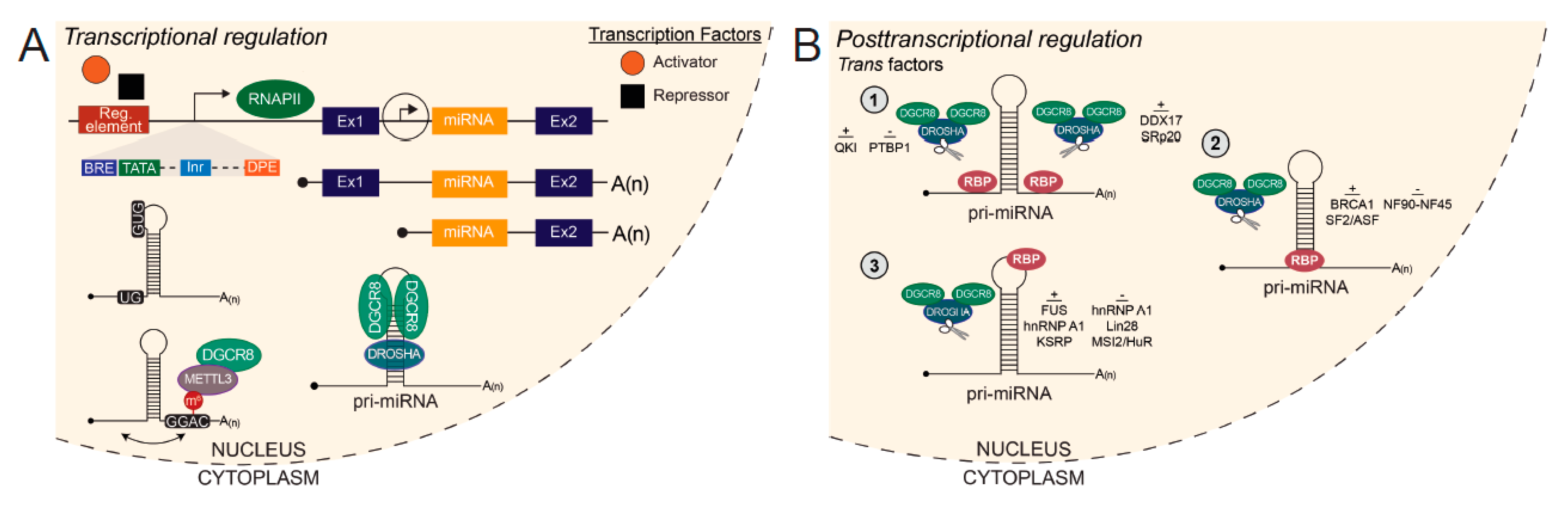Ijms 22 06765 g001 Ijms 22 06765 g001
