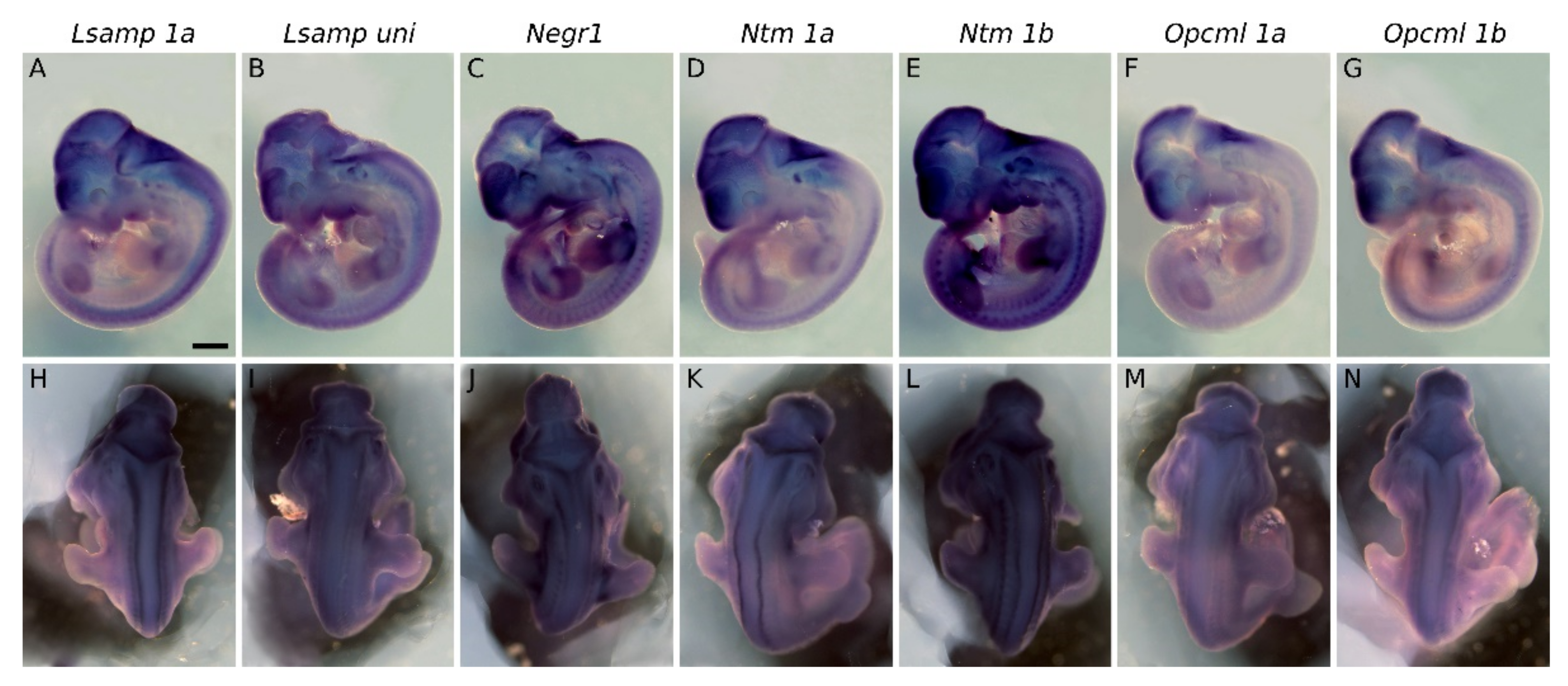 Ijms 22 06955 g001 Ijms 22 06955 g001