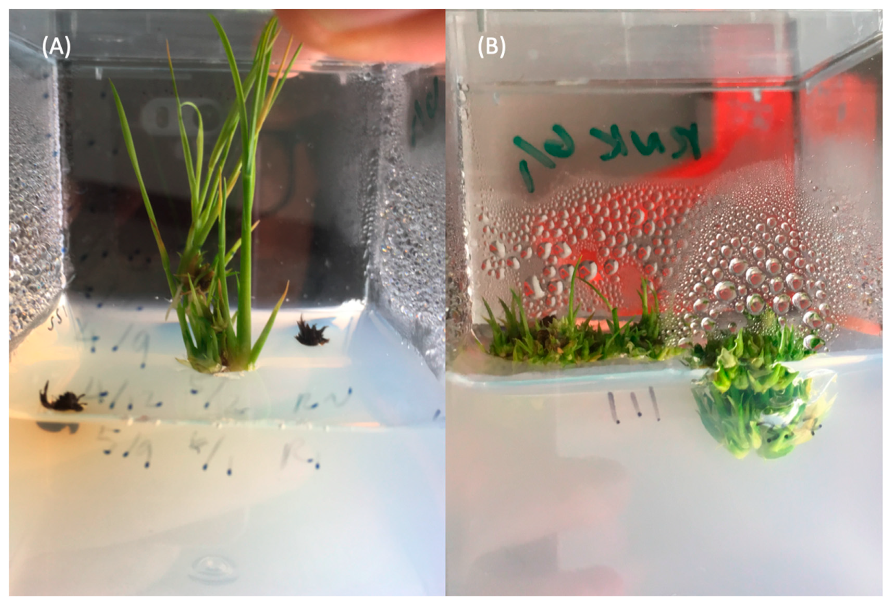 Ijms 22 06989 g002 Ijms 22 06989 g002