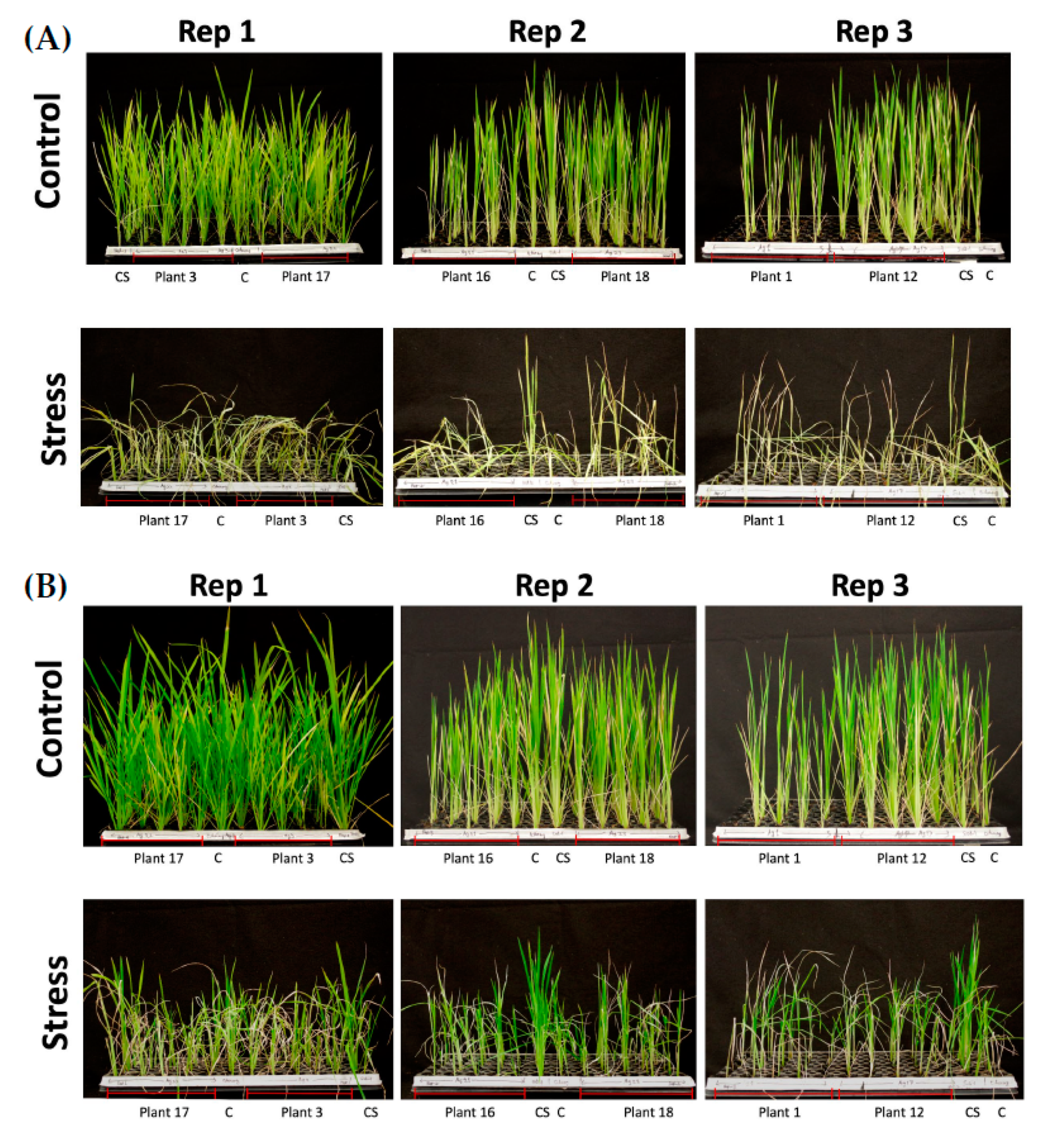 Ijms 22 06989 g005 Ijms 22 06989 g005