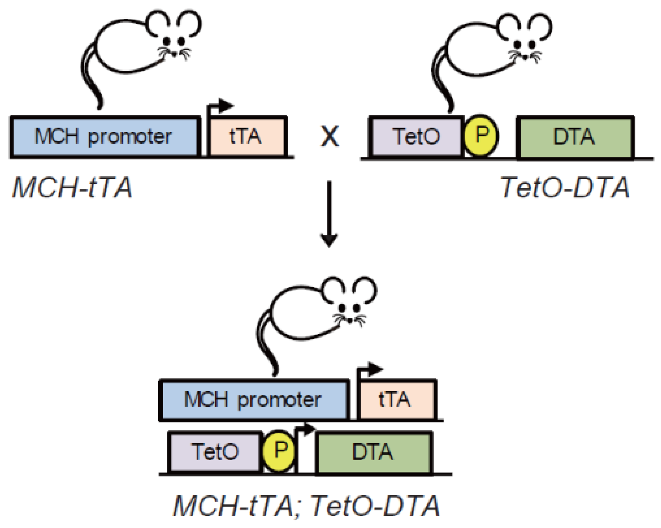 Ijms 22 06998 g001 Ijms 22 06998 g001