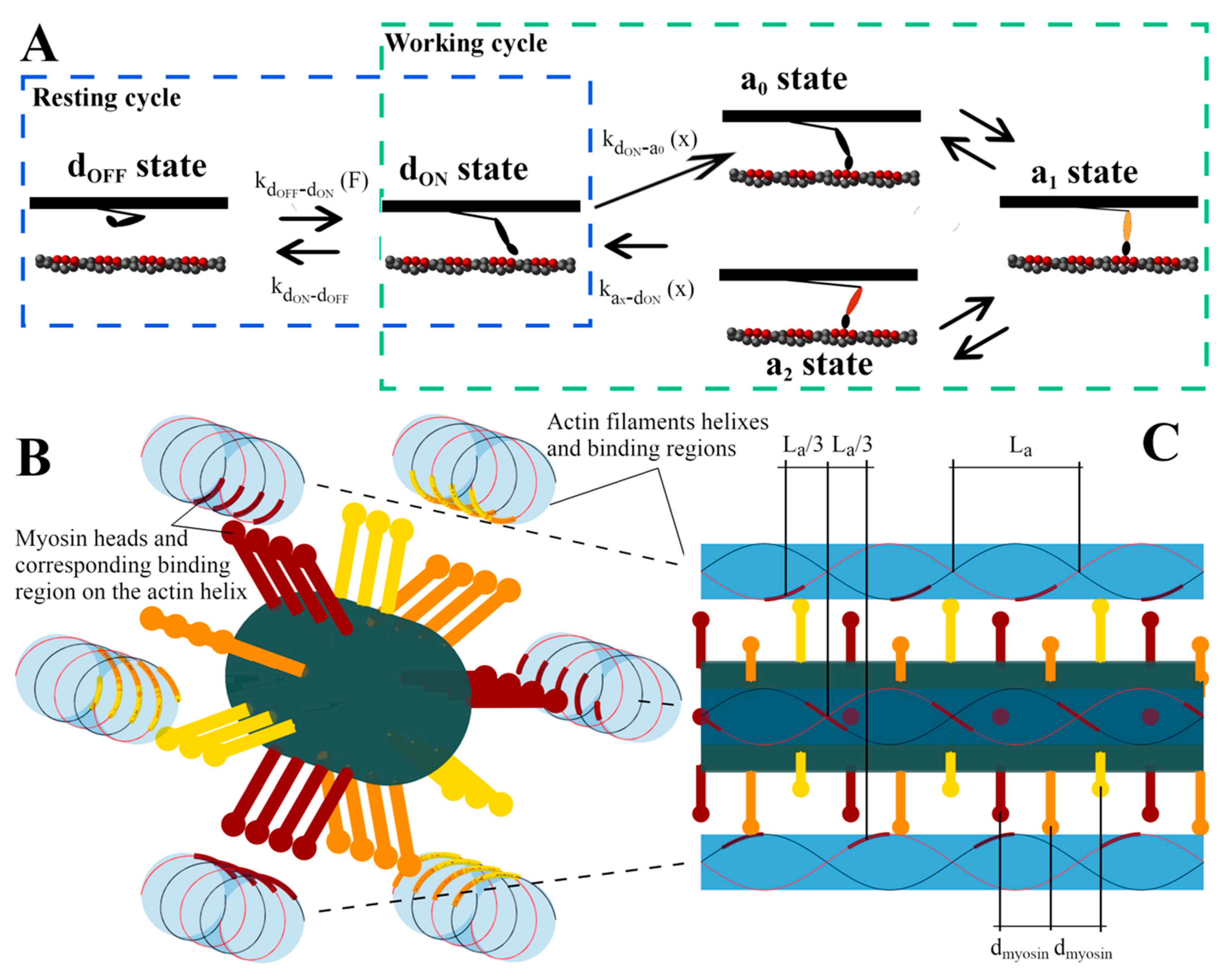 Ijms 22 07037 g001 Ijms 22 07037 g001
