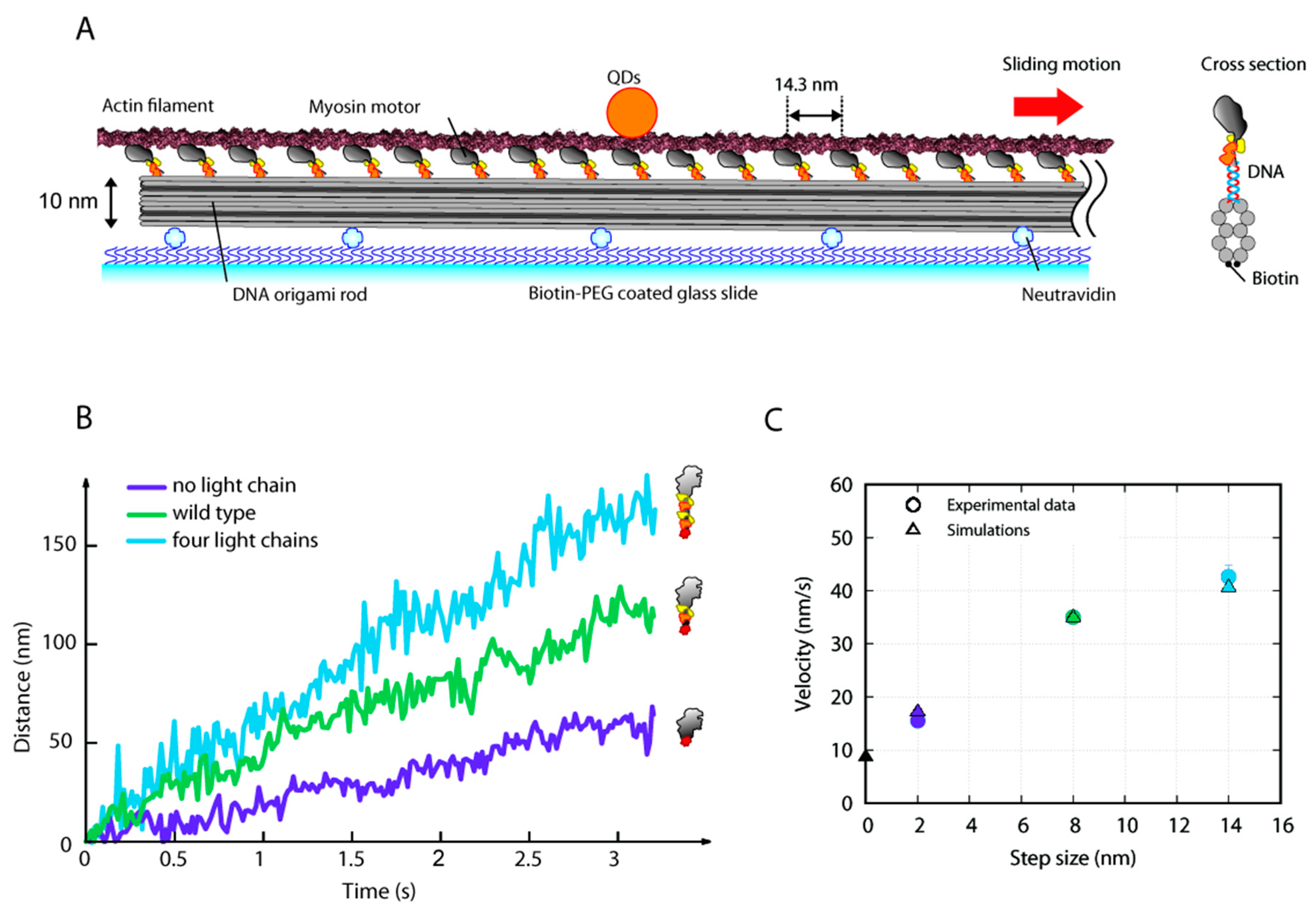 Ijms 22 07037 g004 Ijms 22 07037 g004
