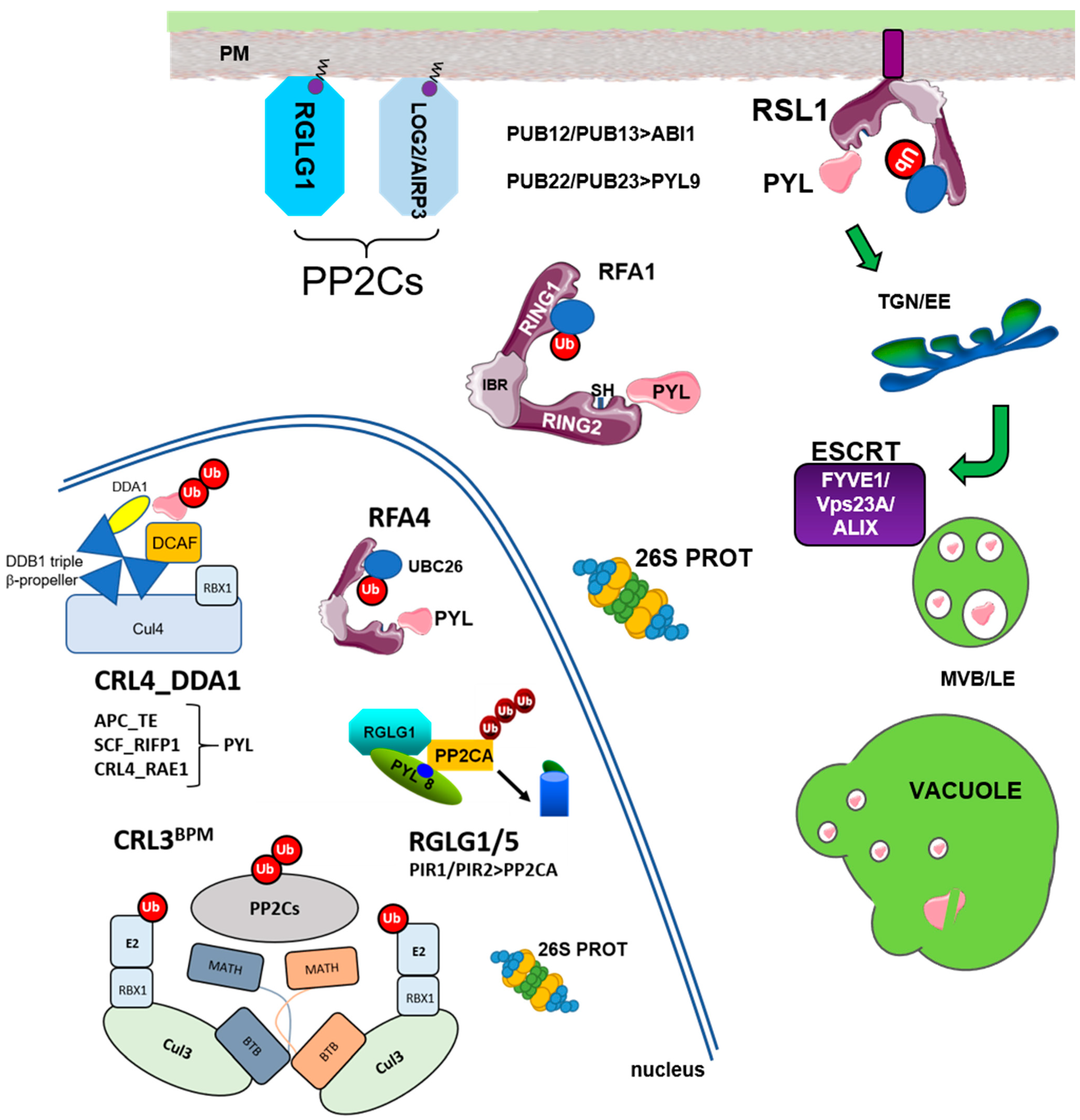 Ijms 22 07103 g001 Ijms 22 07103 g001