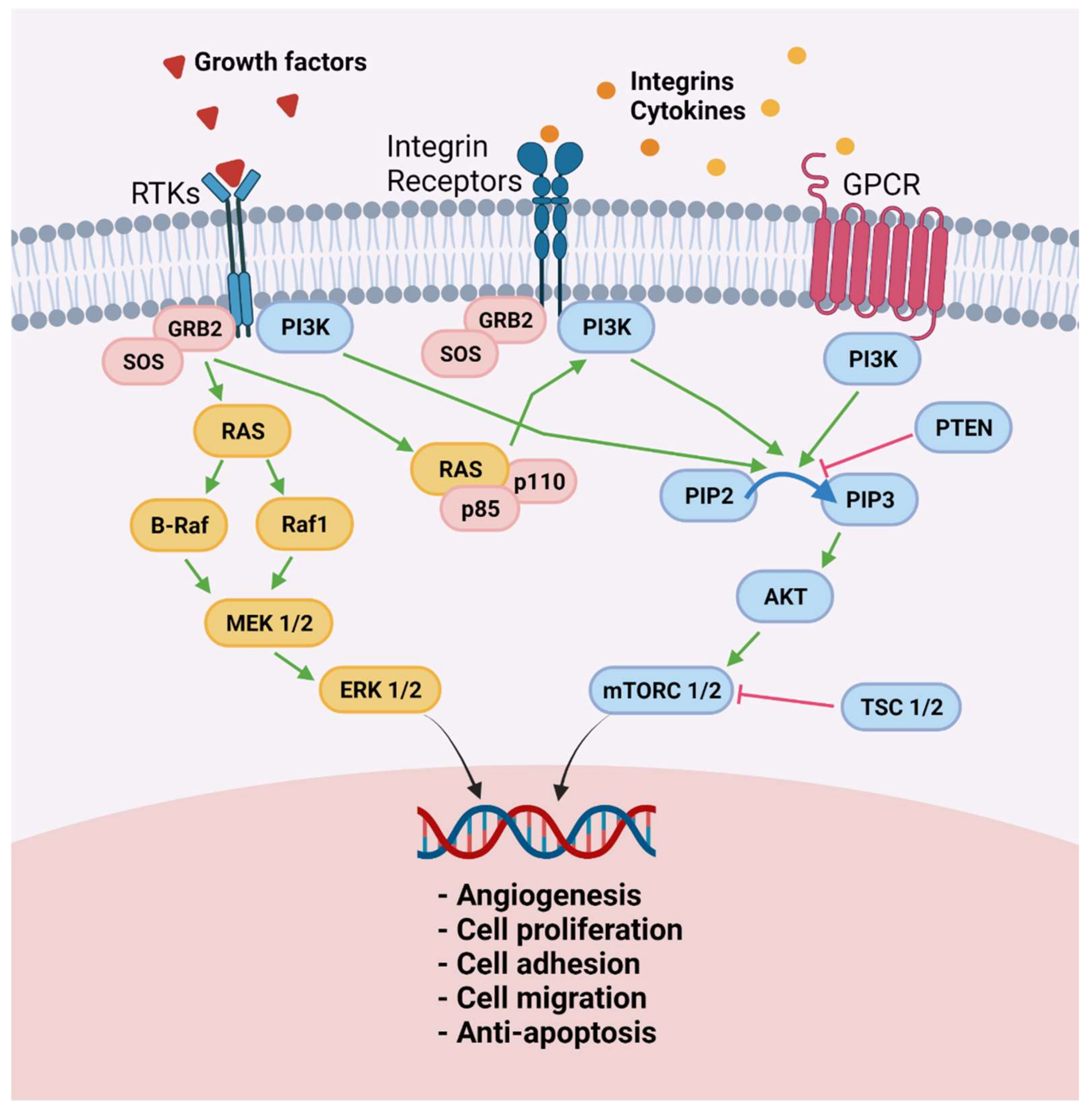 Ijms 22 07138 g002 Ijms 22 07138 g002