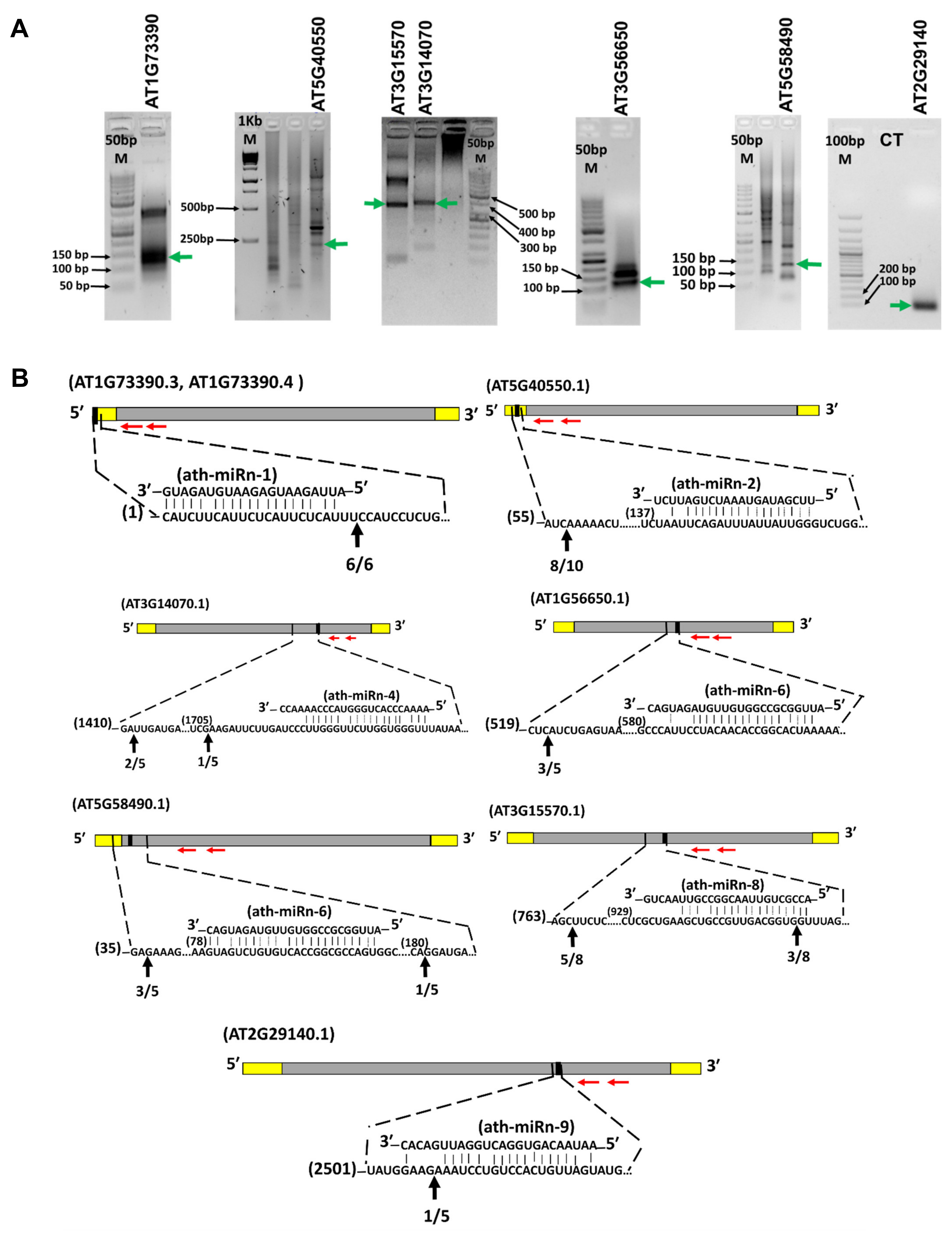 Ijms 22 07153 g009 Ijms 22 07153 g009