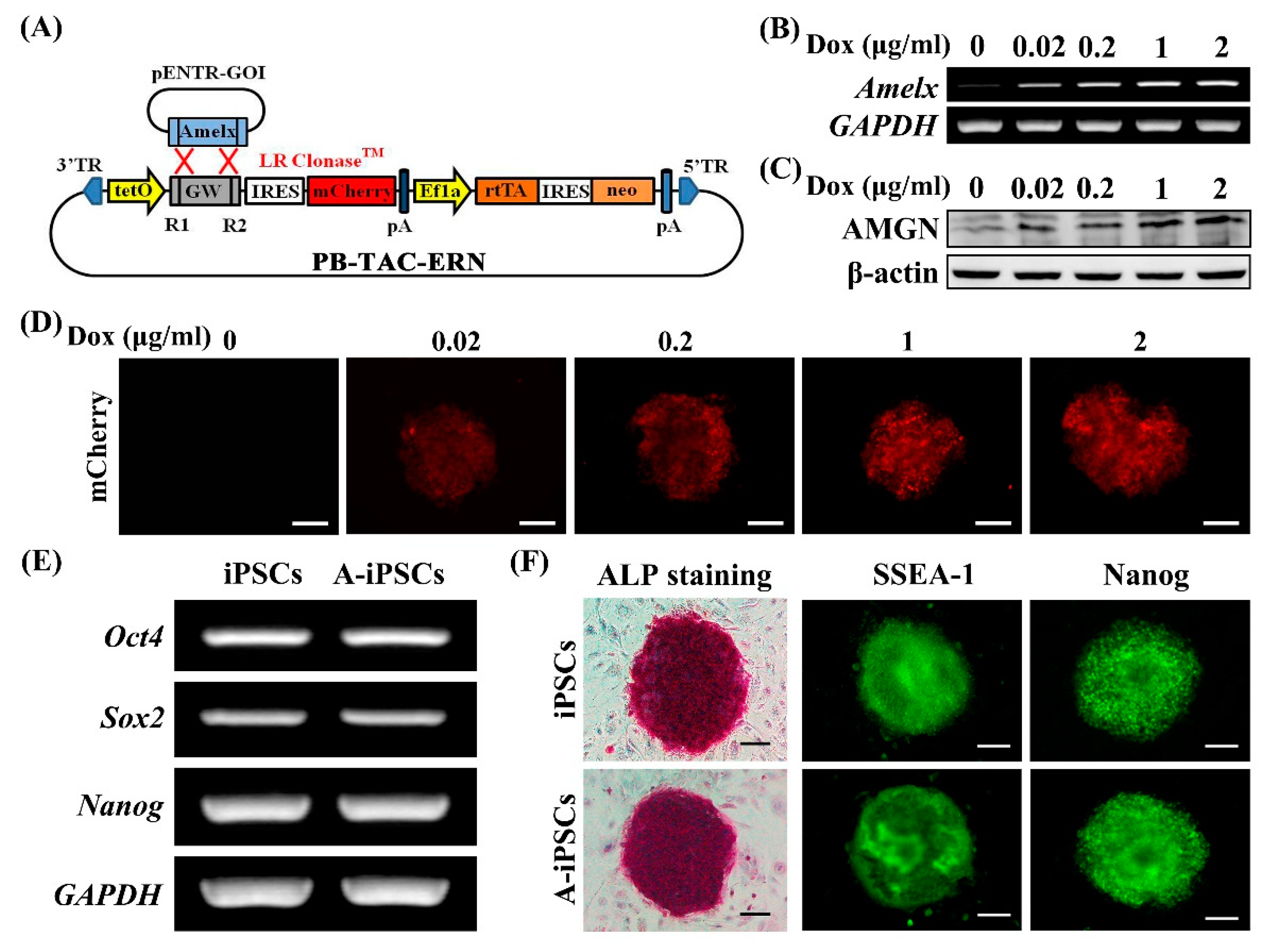 Ijms 22 07195 g001 Ijms 22 07195 g001