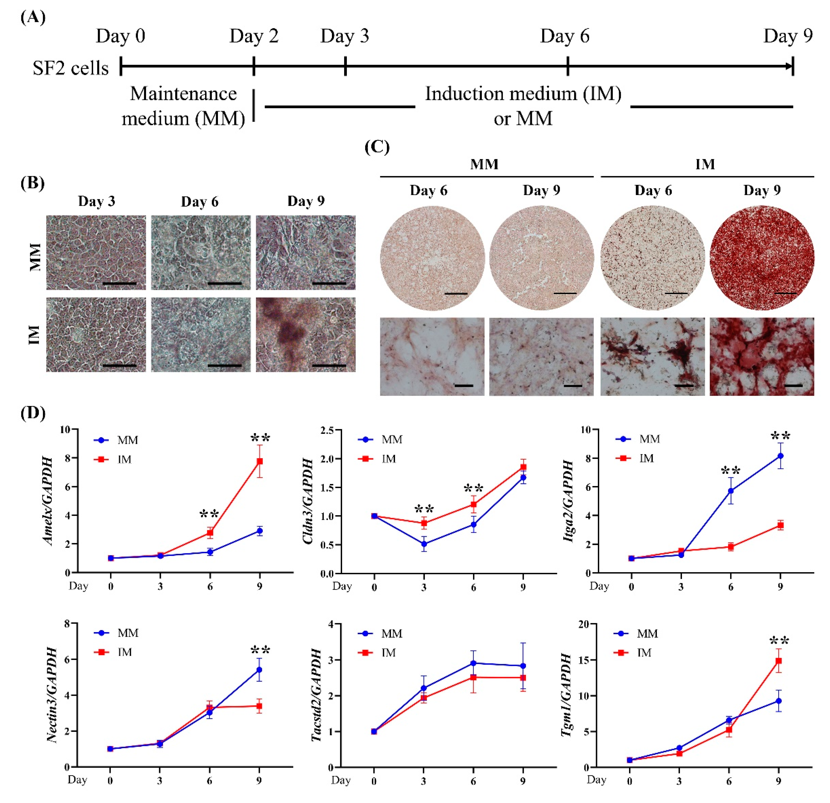 Ijms 22 07195 g007 Ijms 22 07195 g007
