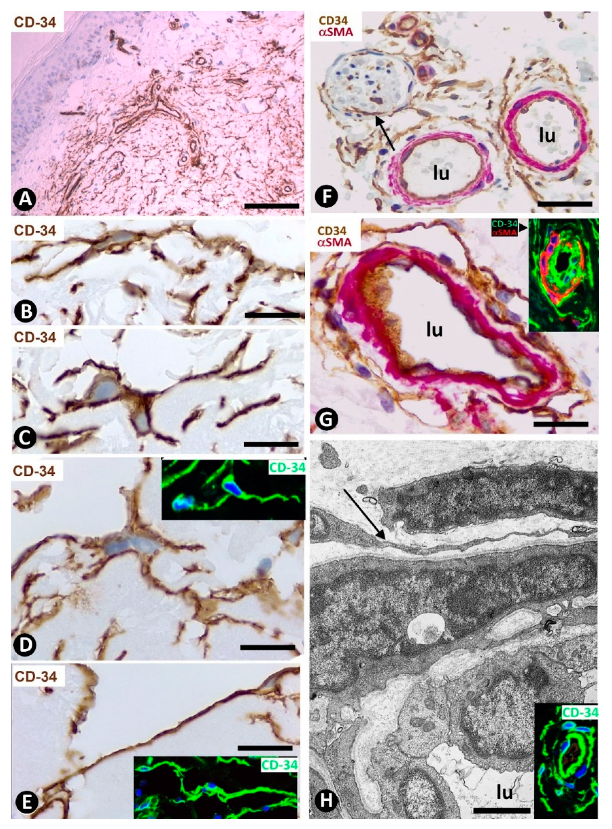 Ijms 22 07342 g001 Ijms 22 07342 g001
