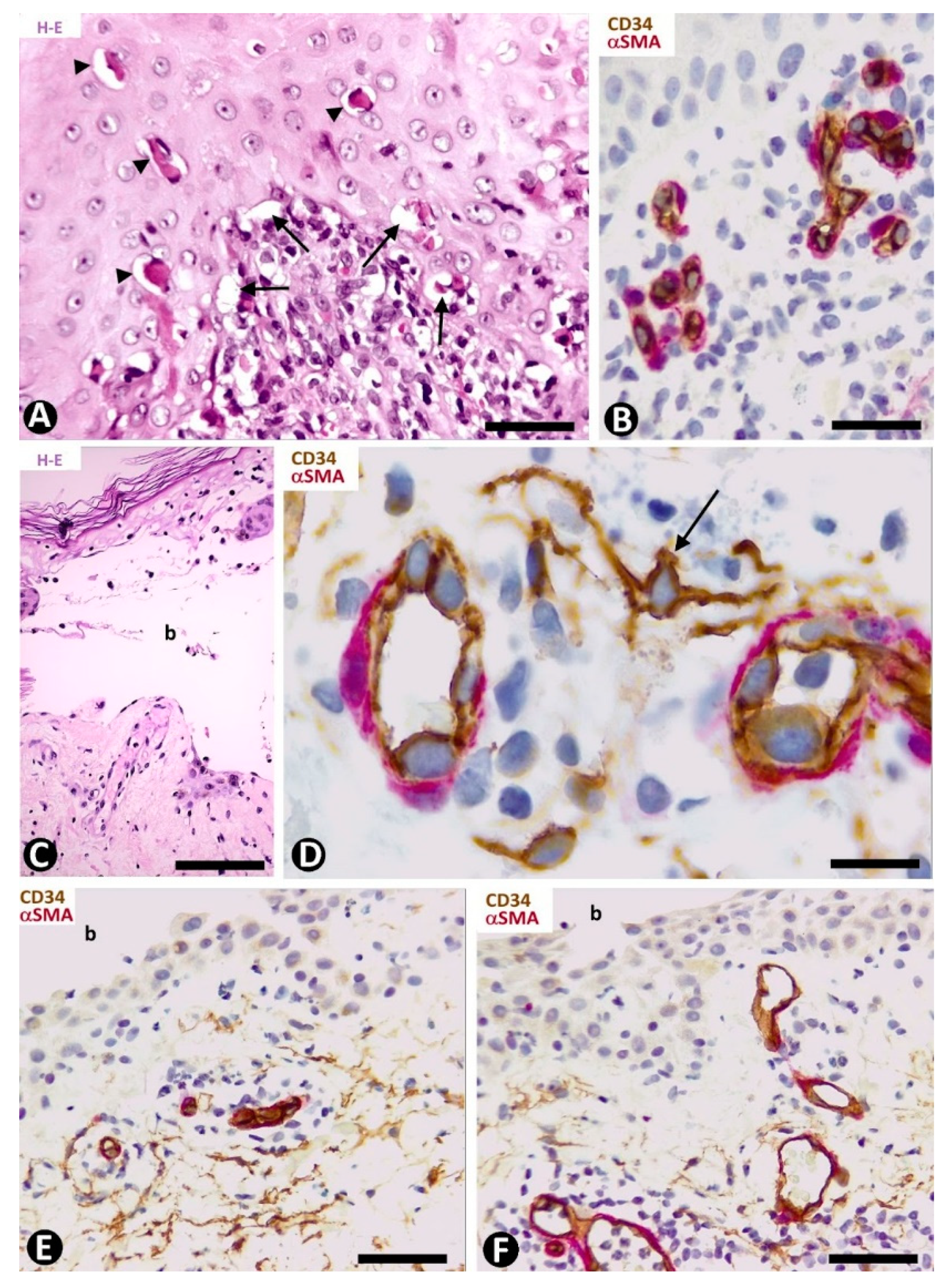 Ijms 22 07342 g006 Ijms 22 07342 g006