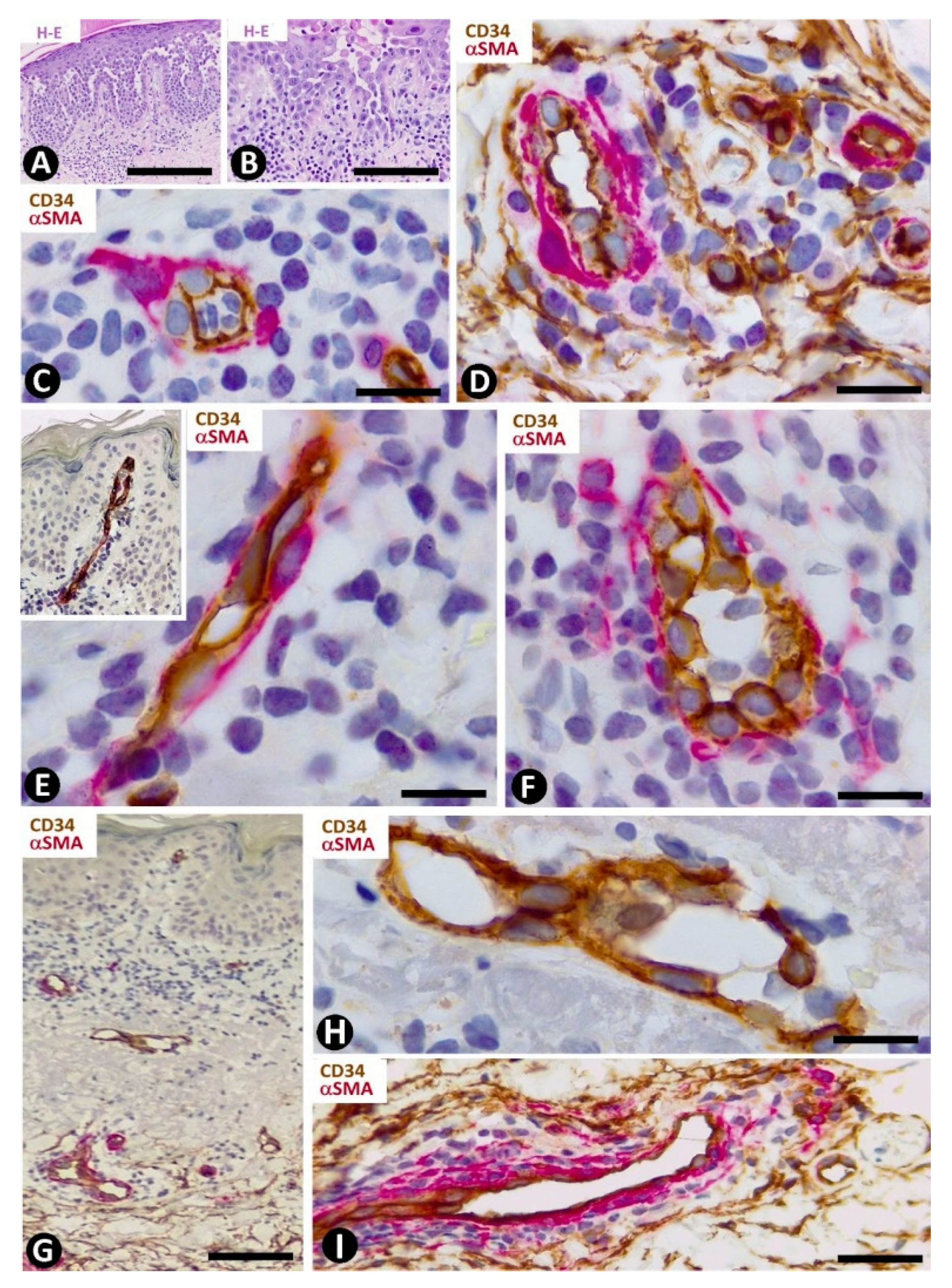 Ijms 22 07342 g007 Ijms 22 07342 g007