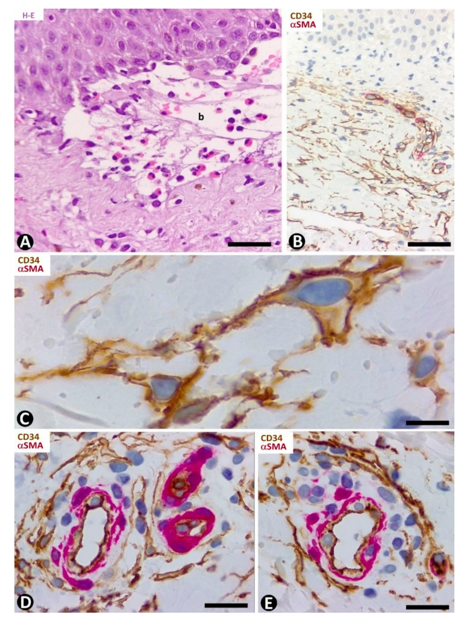 Ijms 22 07342 g008 Ijms 22 07342 g008