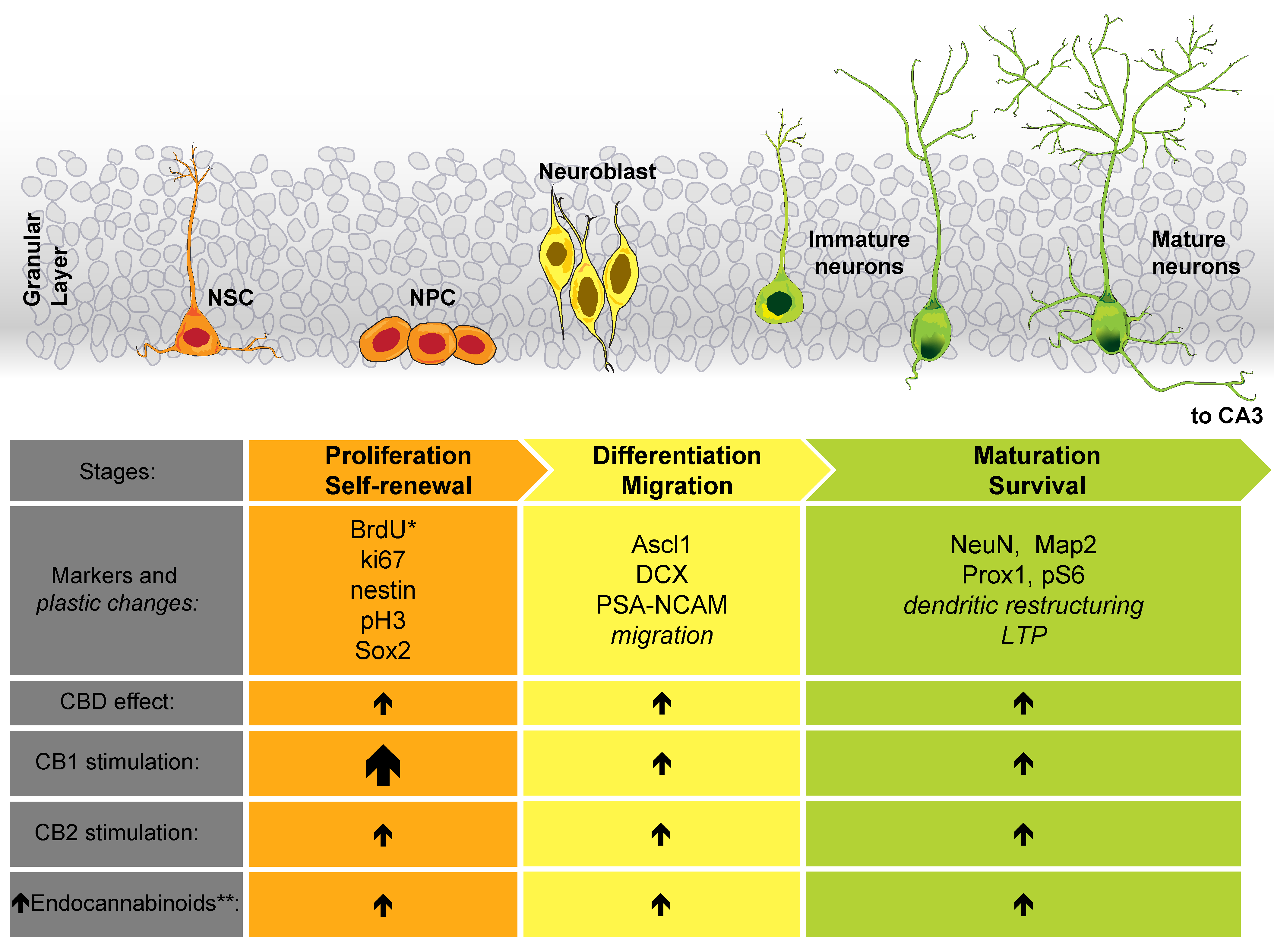 Ijms 22 07450 g002 Ijms 22 07450 g002