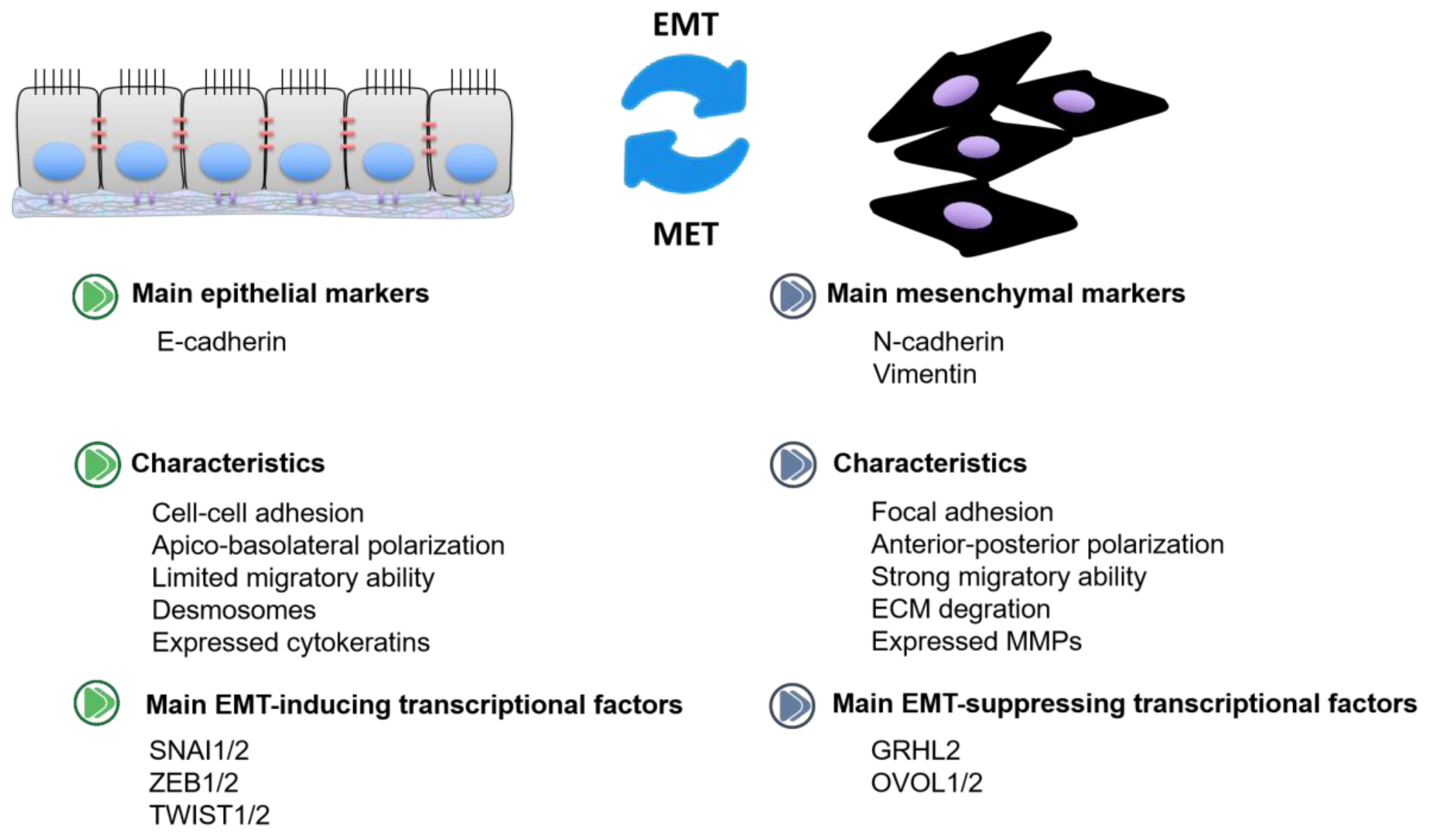 Ijms 22 07526 g001 Ijms 22 07526 g001