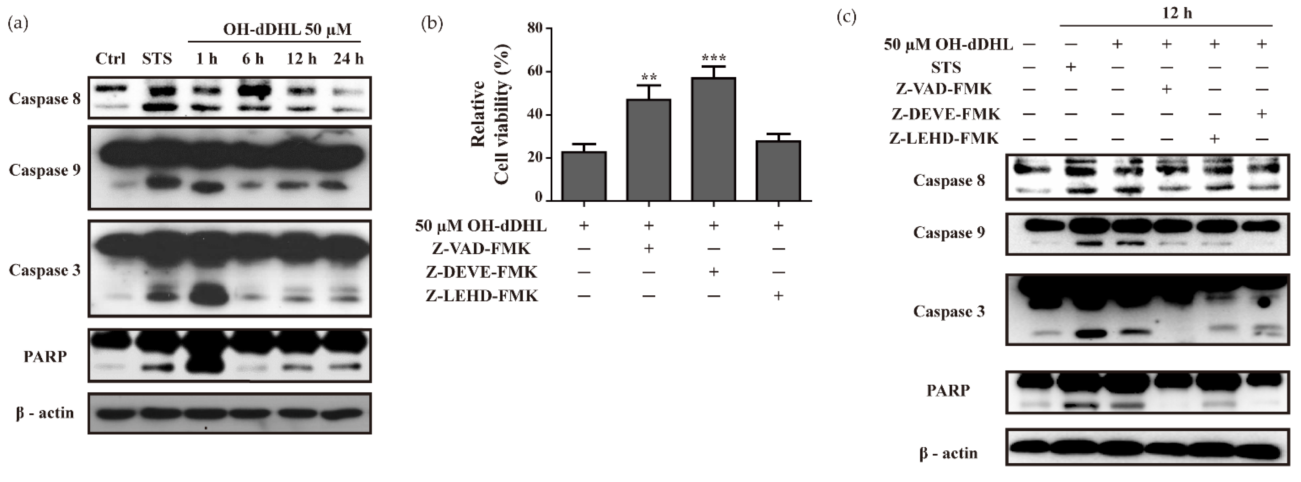 Ijms 22 07565 g003 Ijms 22 07565 g003
