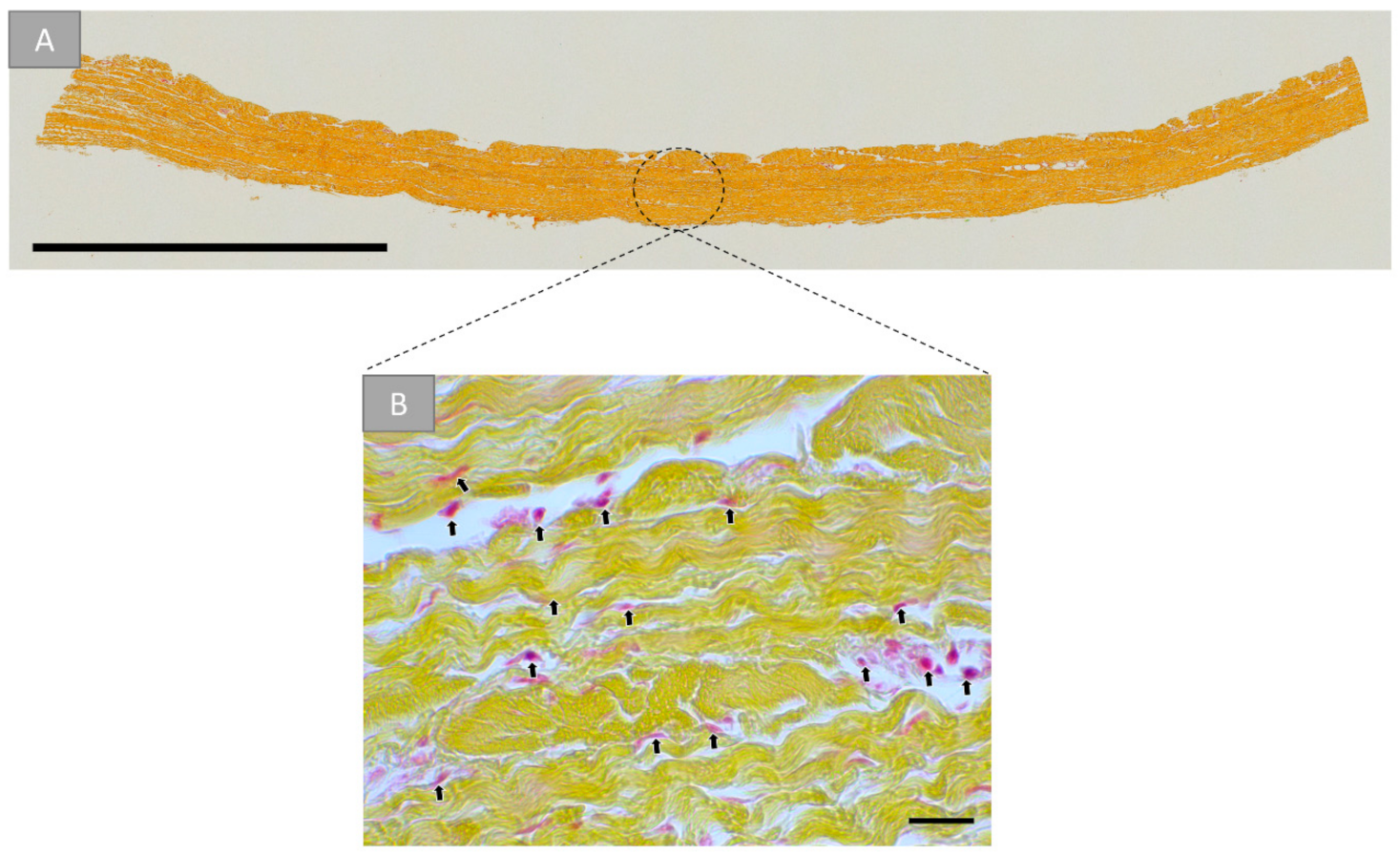 Ijms 22 07623 g002 Ijms 22 07623 g002