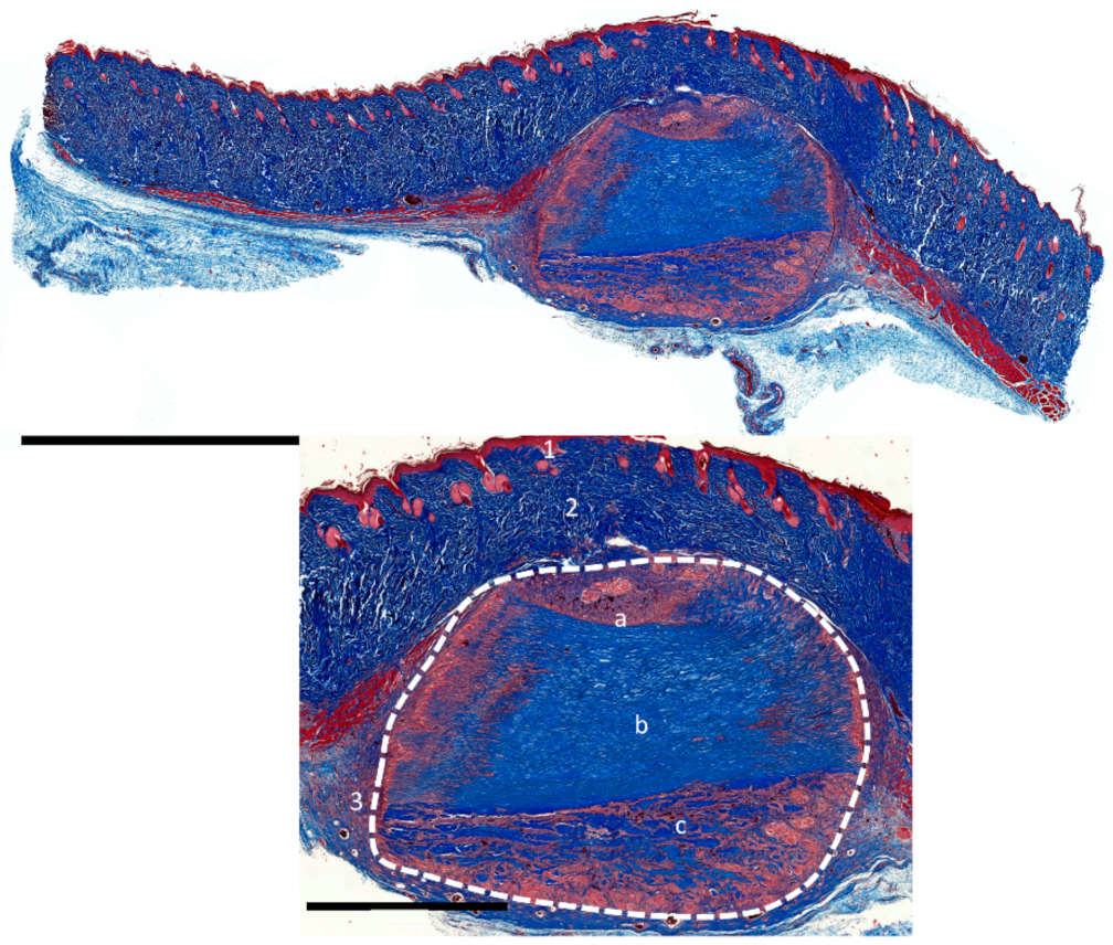 Ijms 22 07623 g009 Ijms 22 07623 g009