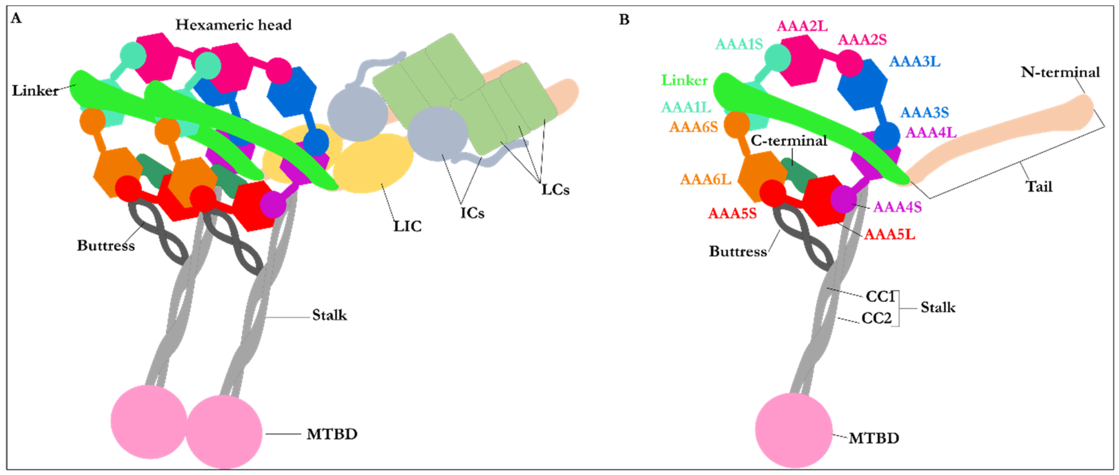 Ijms 22 07704 g001 Ijms 22 07704 g001