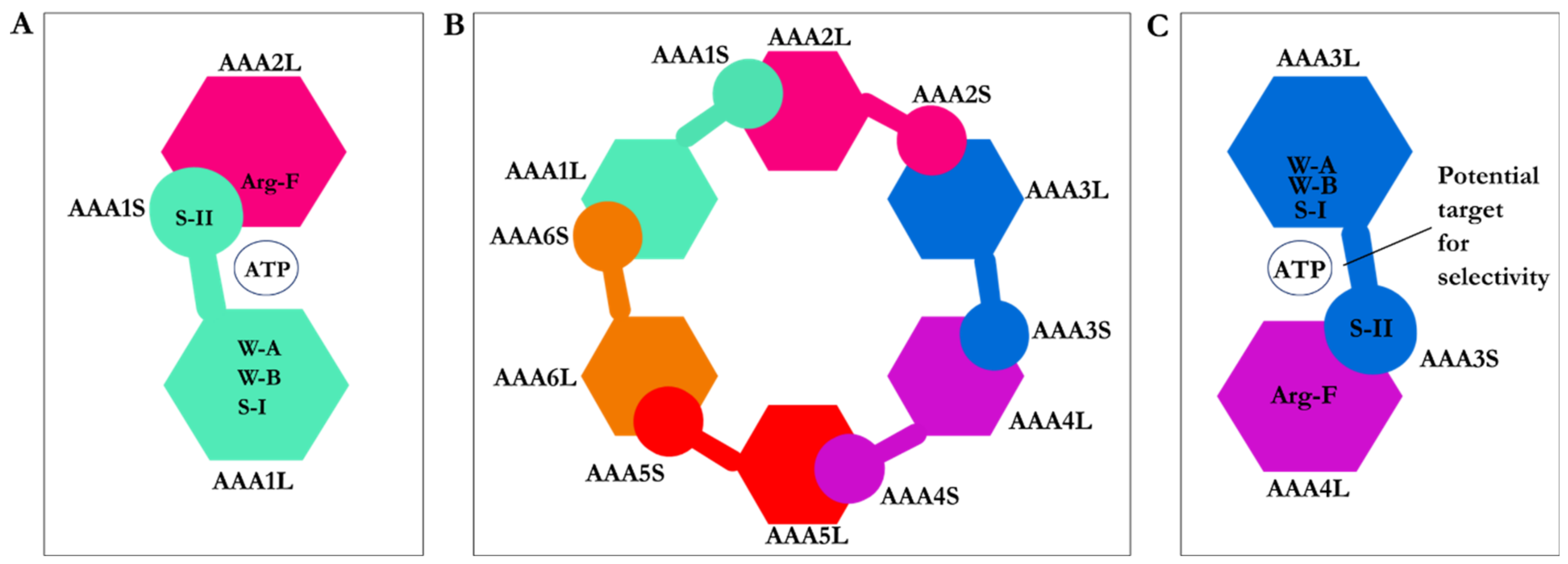 Ijms 22 07704 g002 Ijms 22 07704 g002