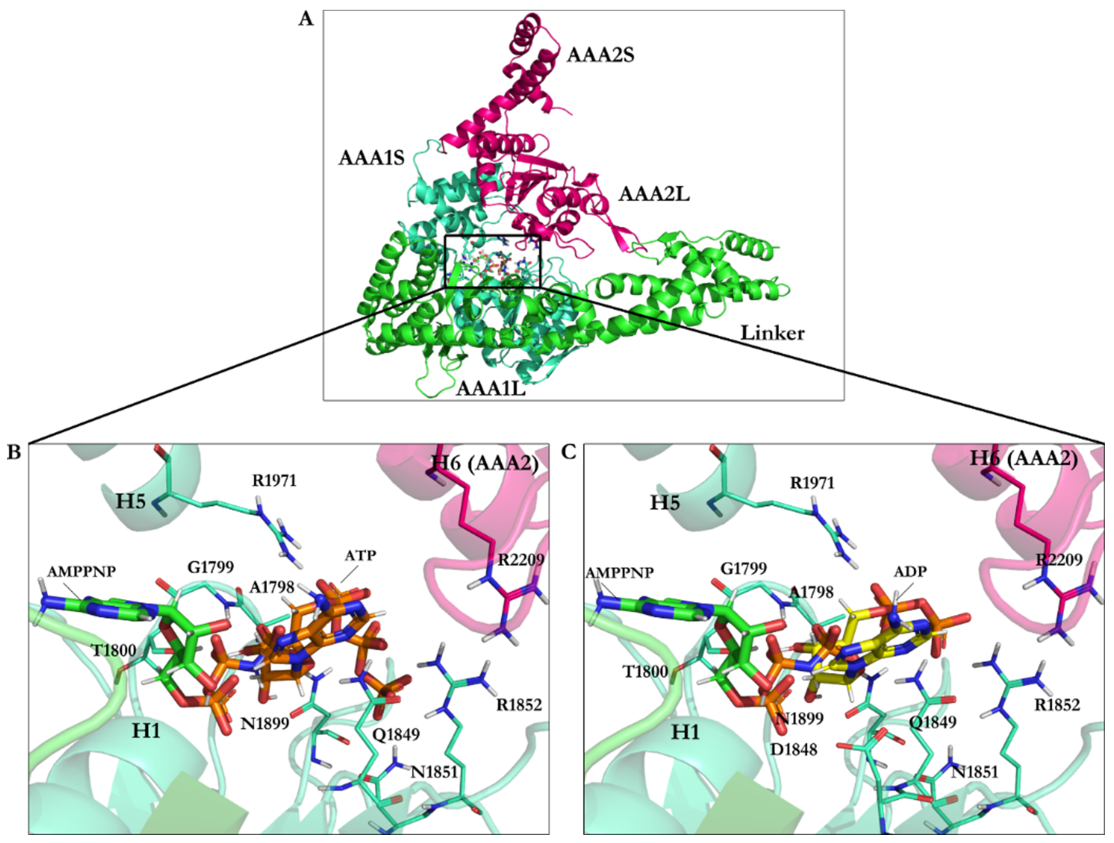 Ijms 22 07704 g007 Ijms 22 07704 g007