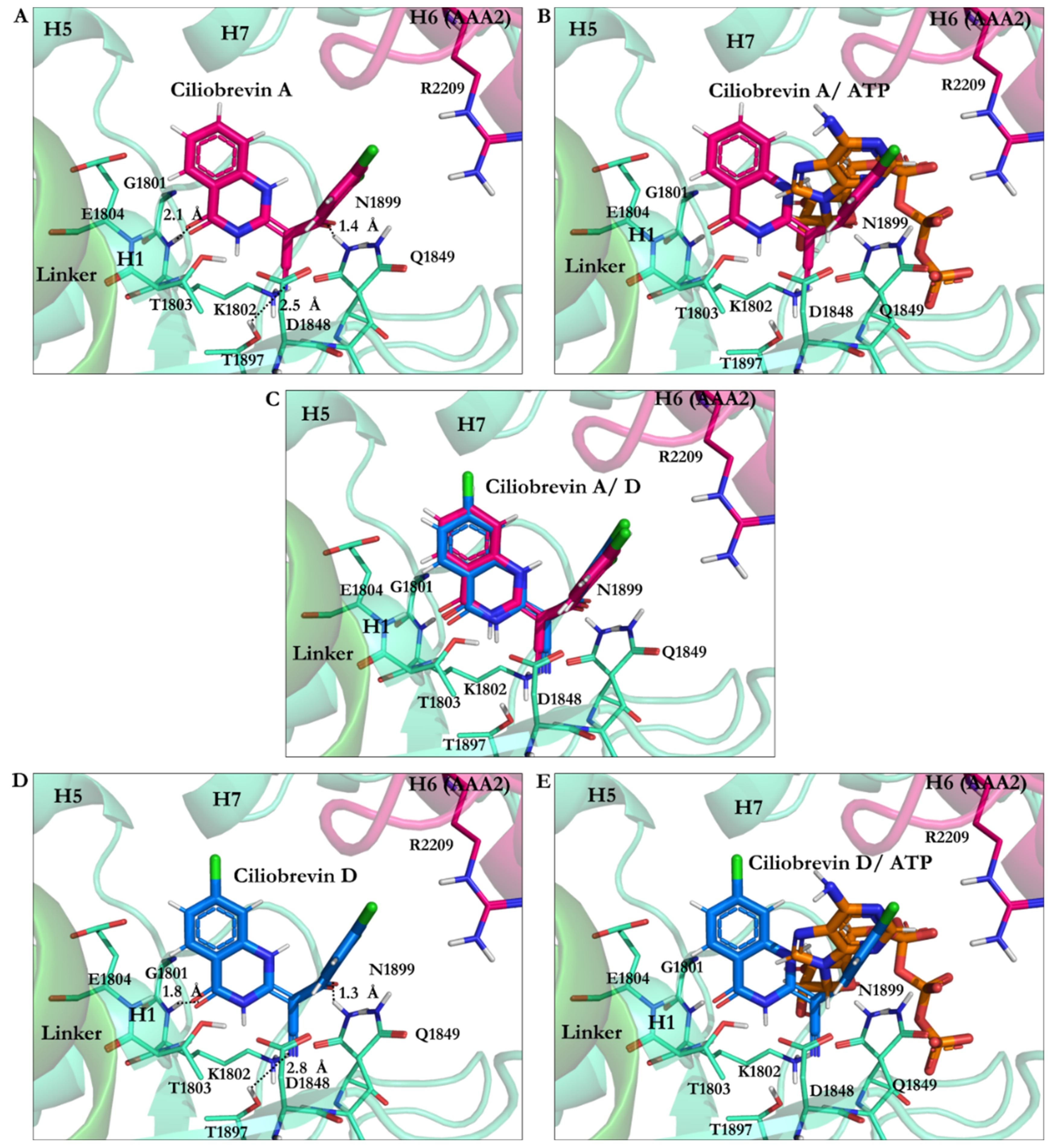 Ijms 22 07704 g008 Ijms 22 07704 g008