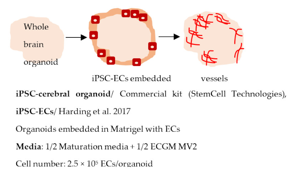 Ijms 22 07710 i024 Ijms 22 07710 i024
