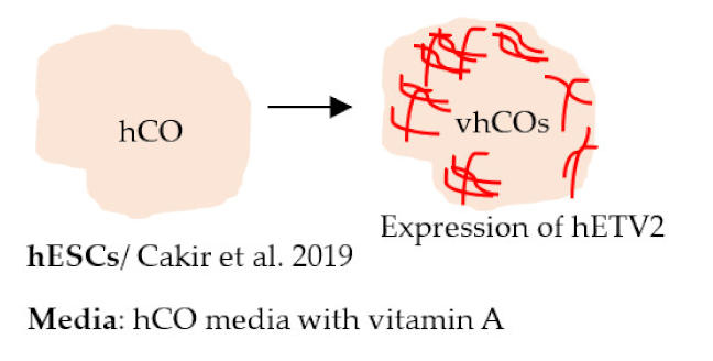 Ijms 22 07710 i025 Ijms 22 07710 i025