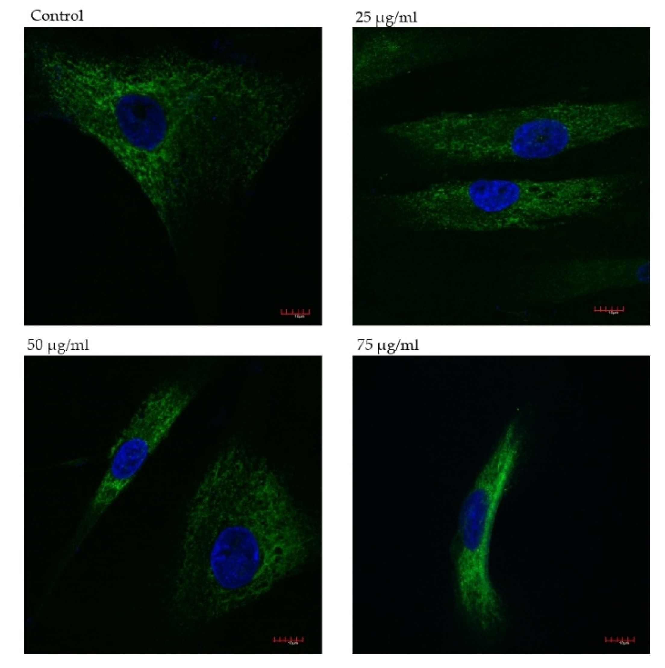 Ijms 22 07728 g004 Ijms 22 07728 g004