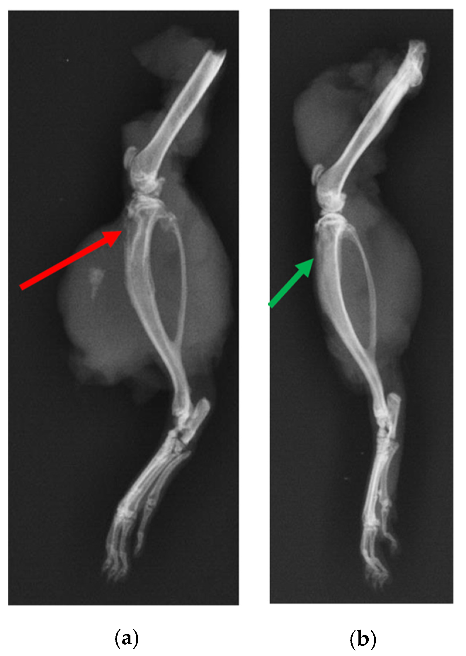 Ijms 22 07736 g010 Ijms 22 07736 g010