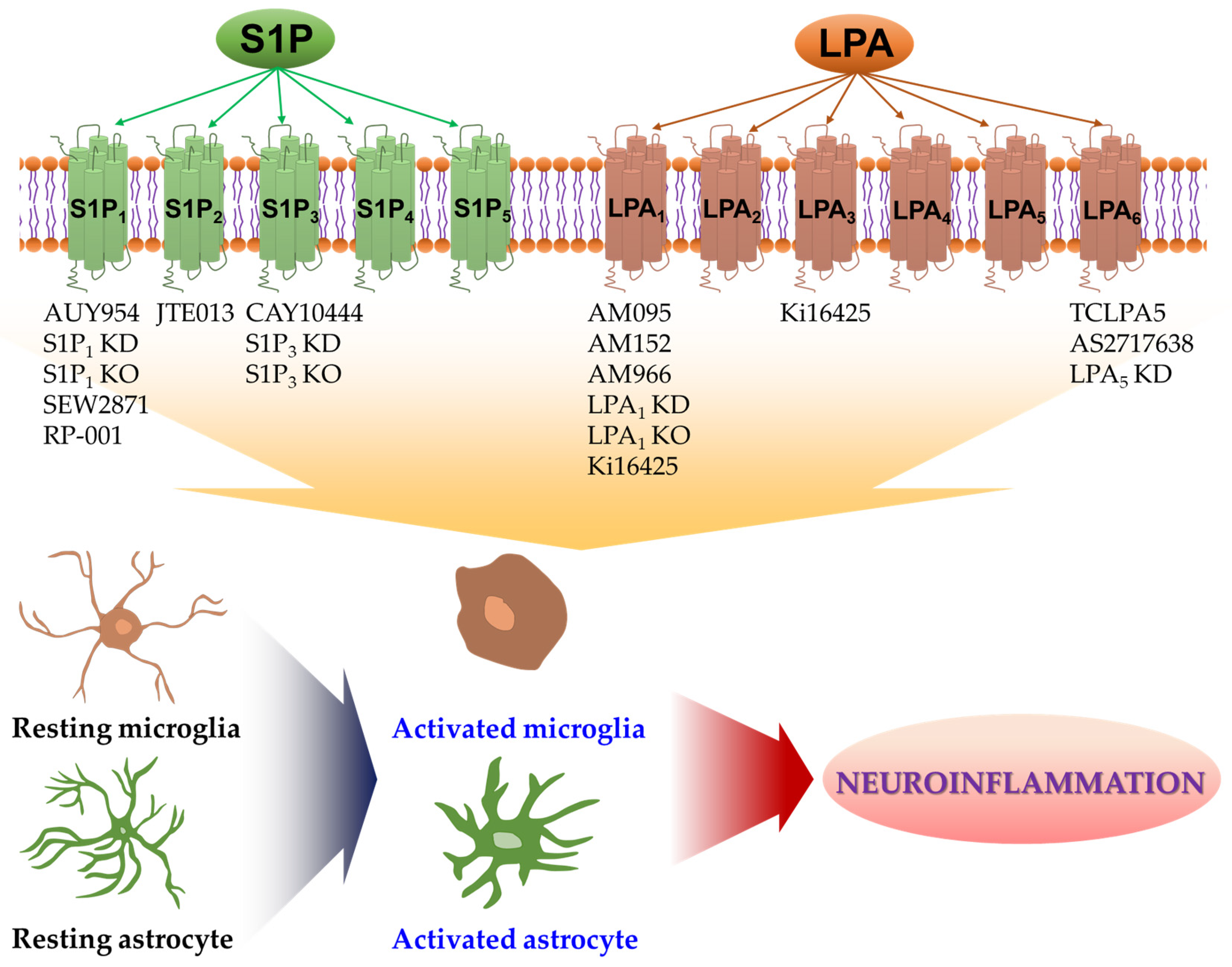 Ijms 22 07864 g001 Ijms 22 07864 g001