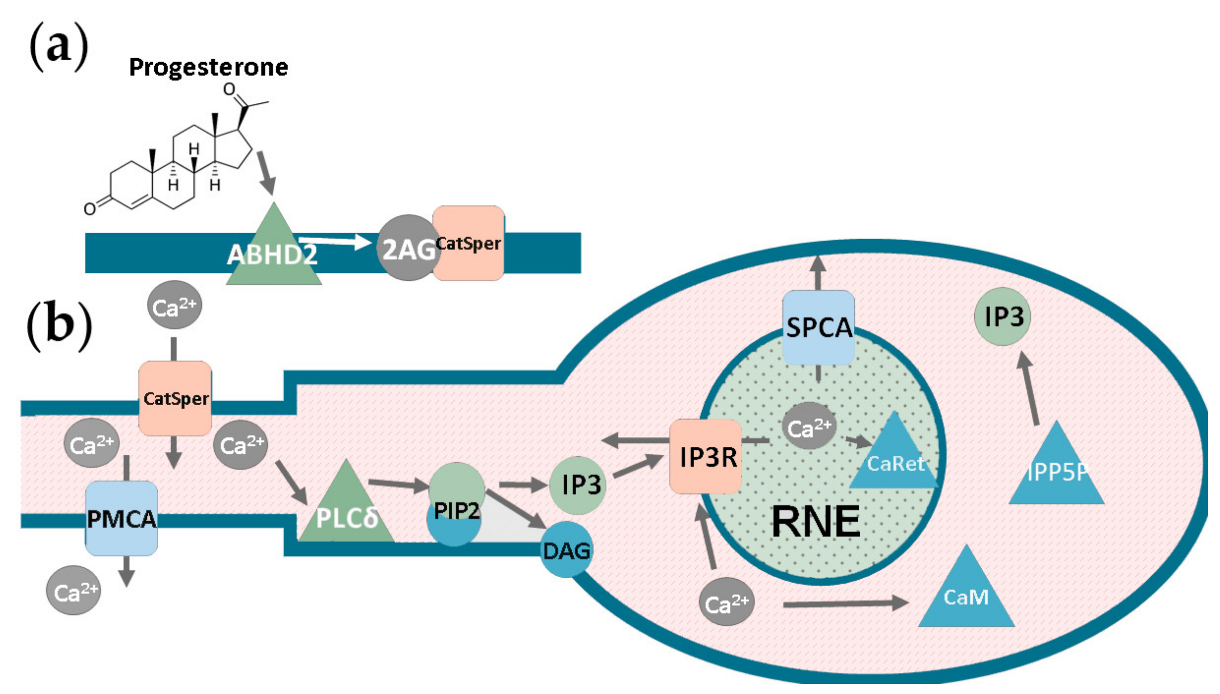 Ijms 22 08018 g001 Ijms 22 08018 g001