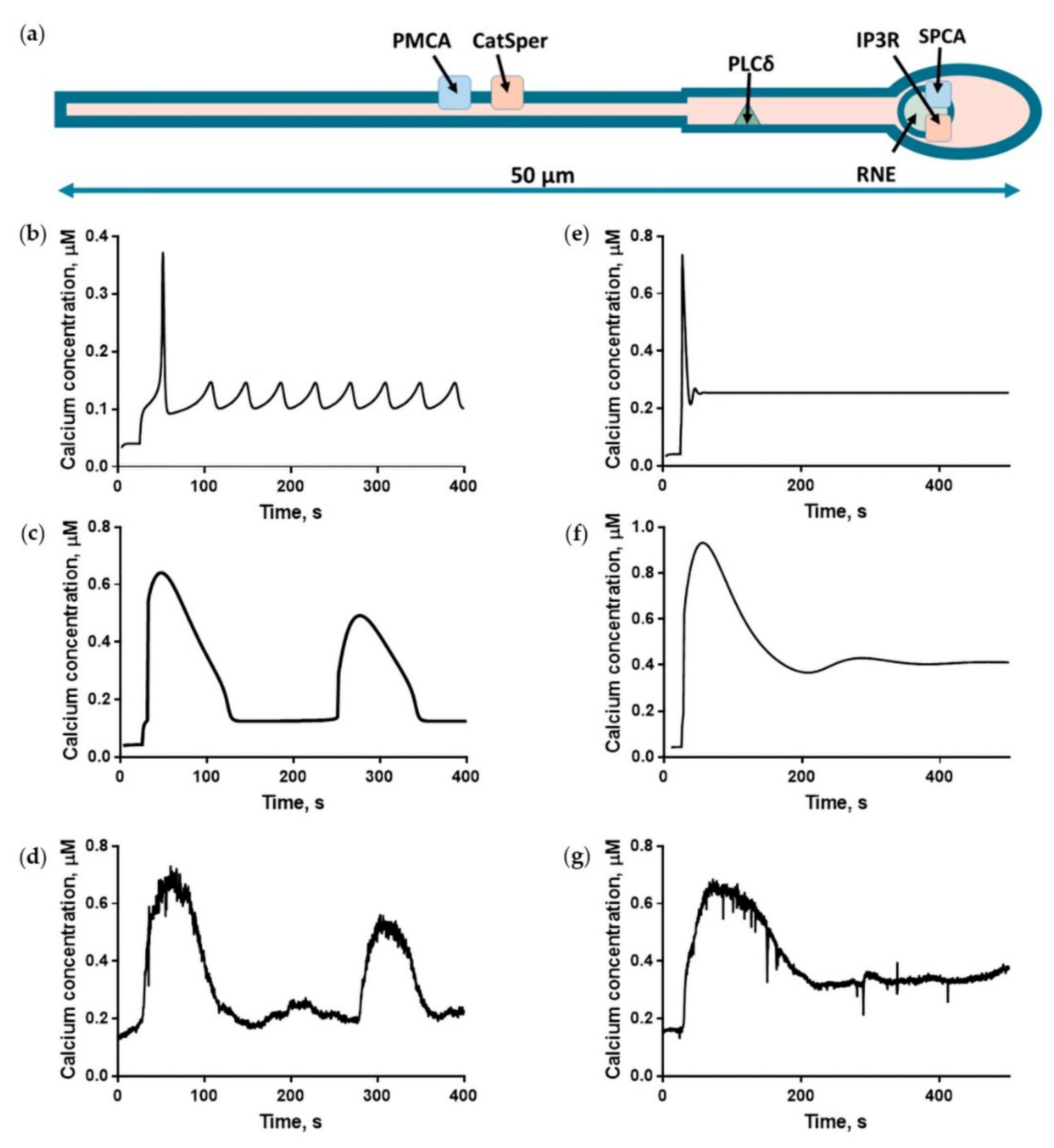 Ijms 22 08018 g003 Ijms 22 08018 g003