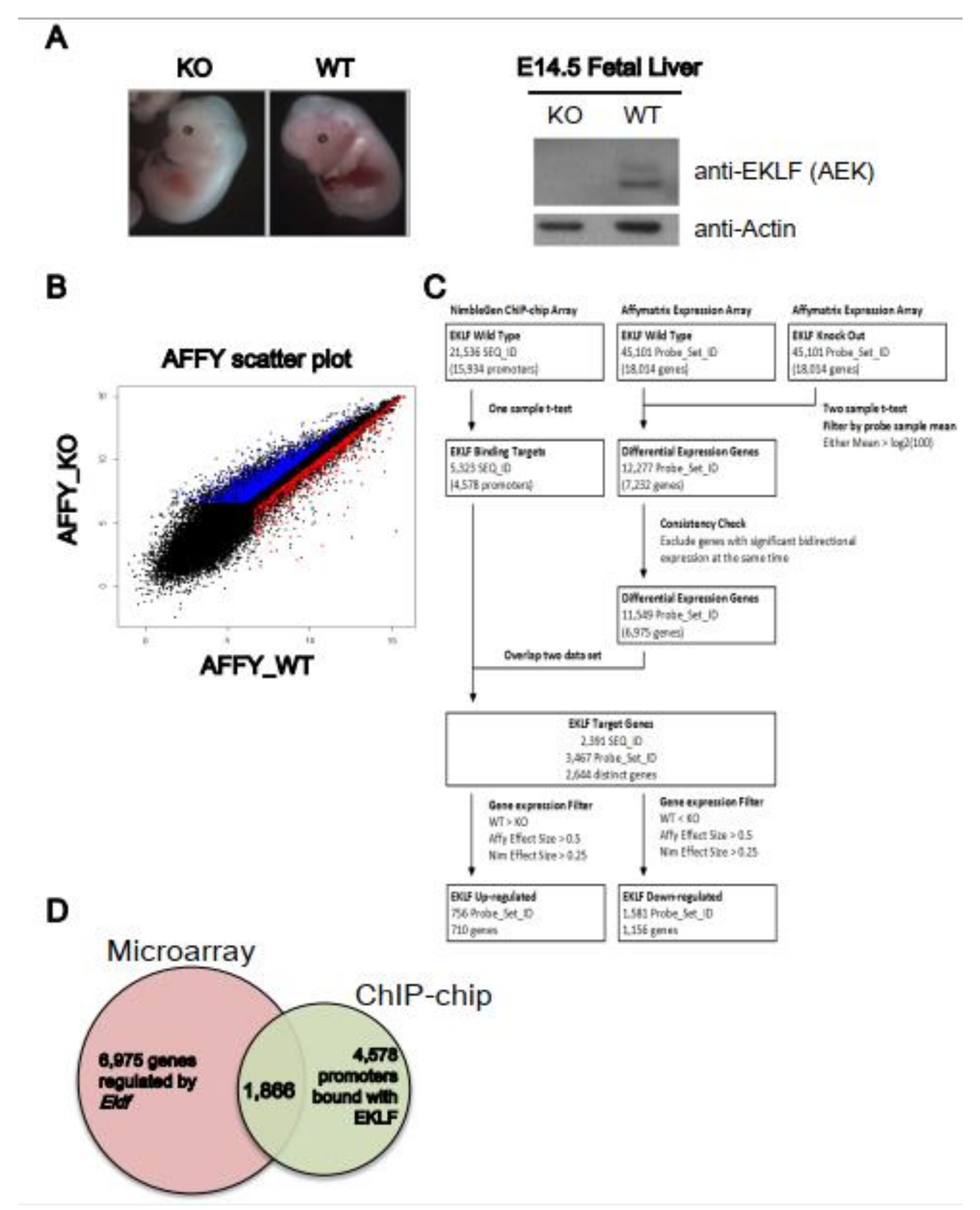 Ijms 22 08024 g001 Ijms 22 08024 g001