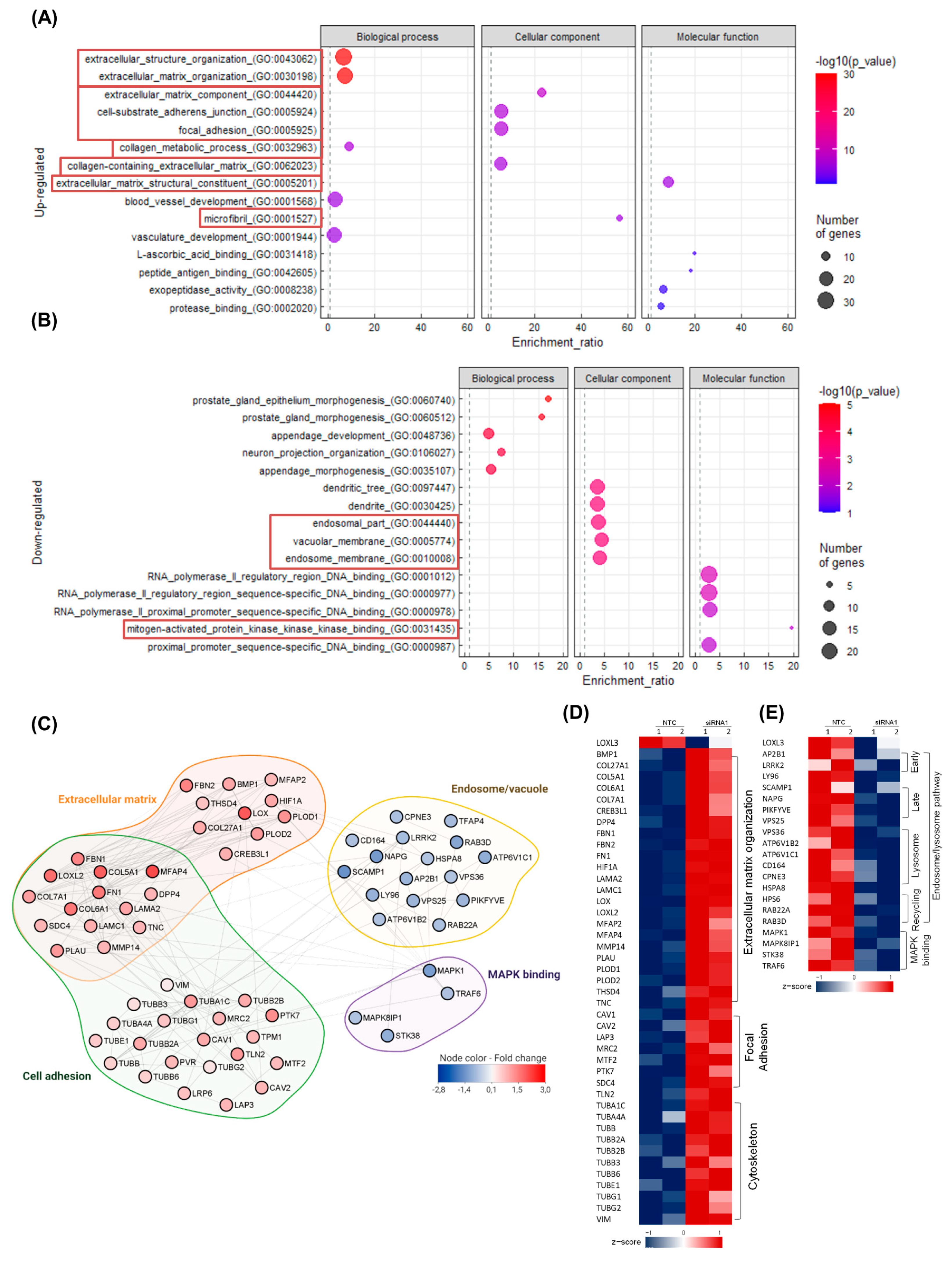 Ijms 22 08072 g003 Ijms 22 08072 g003