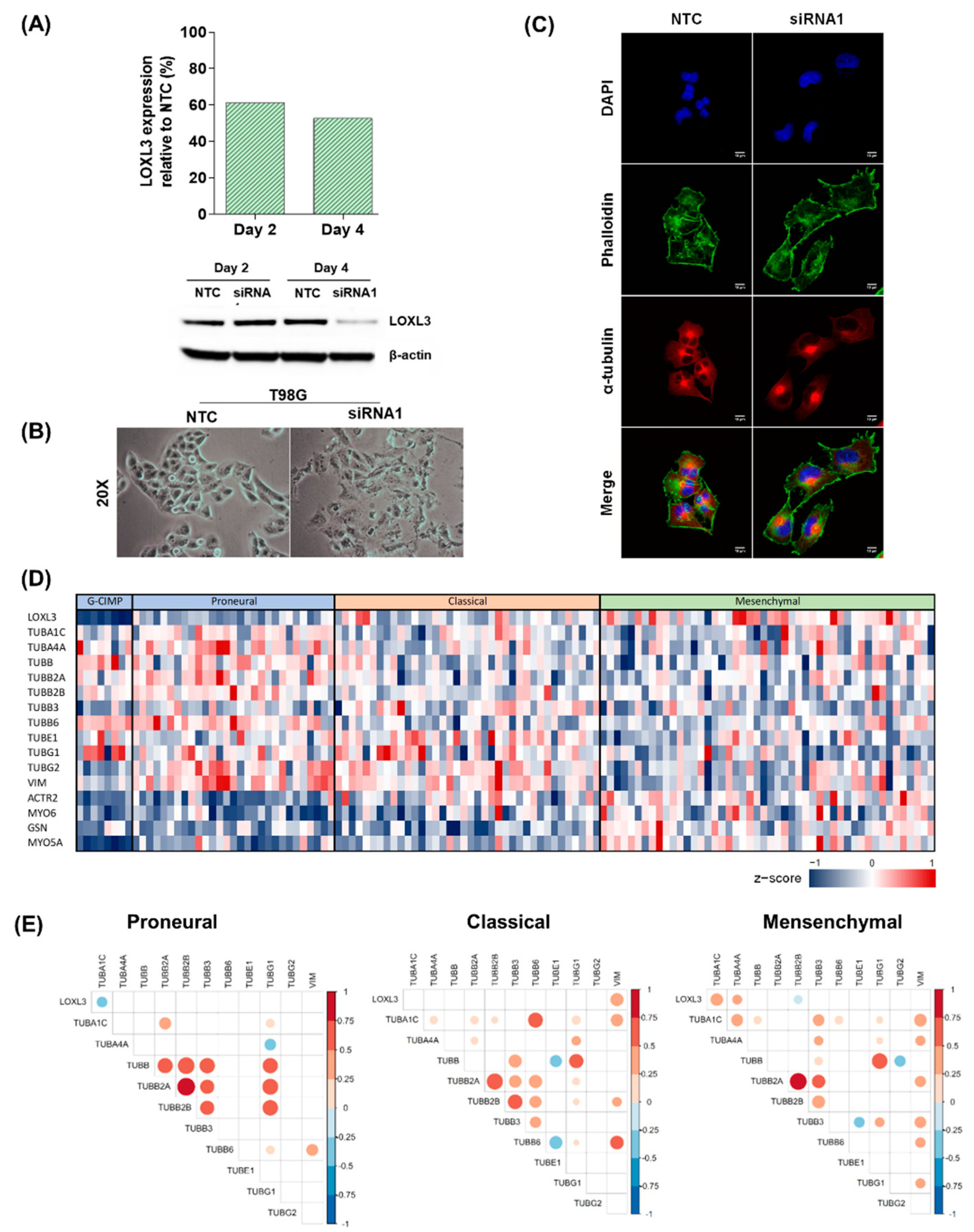 Ijms 22 08072 g006 Ijms 22 08072 g006