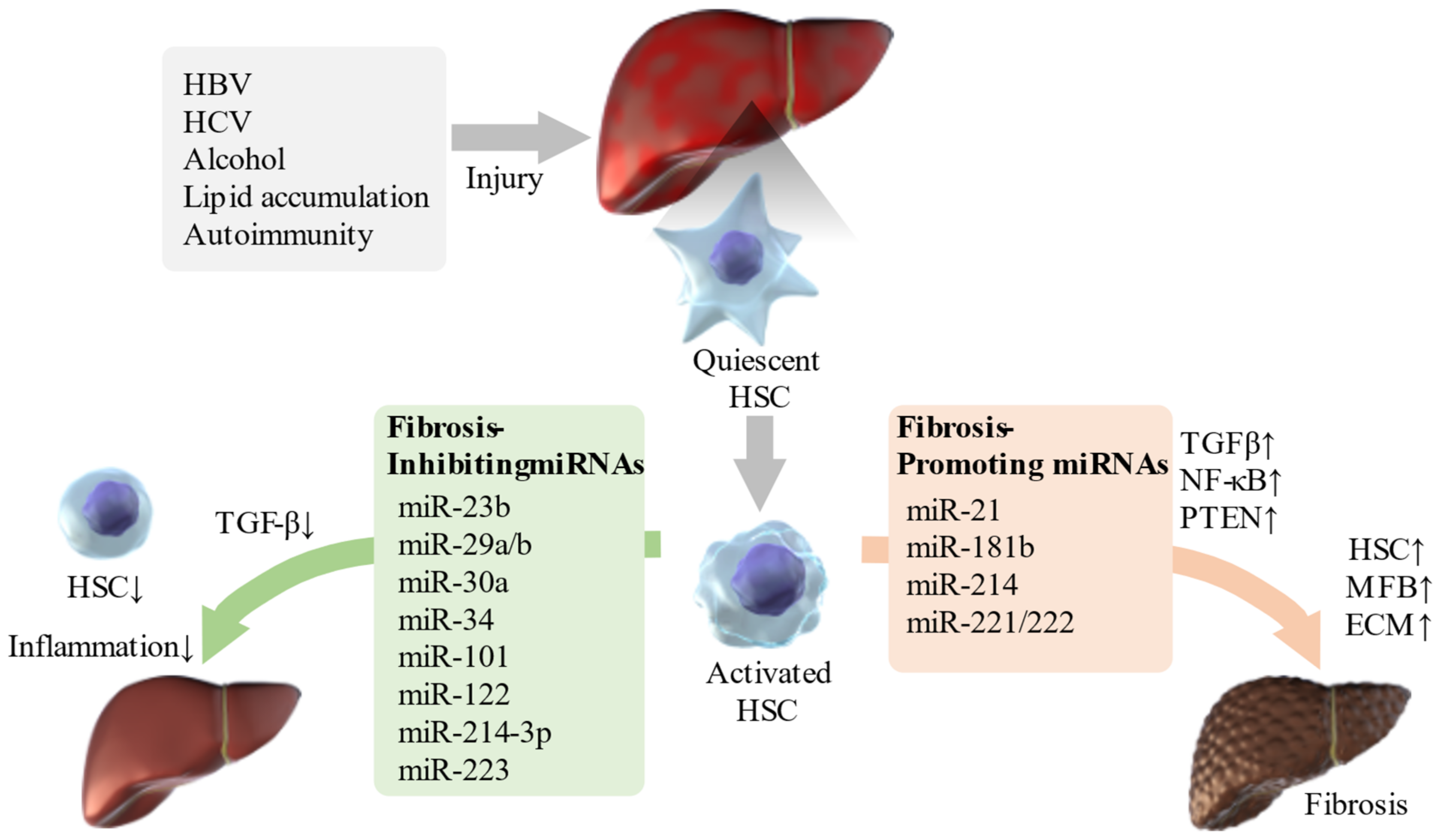 Ijms 22 08139 g001 Ijms 22 08139 g001