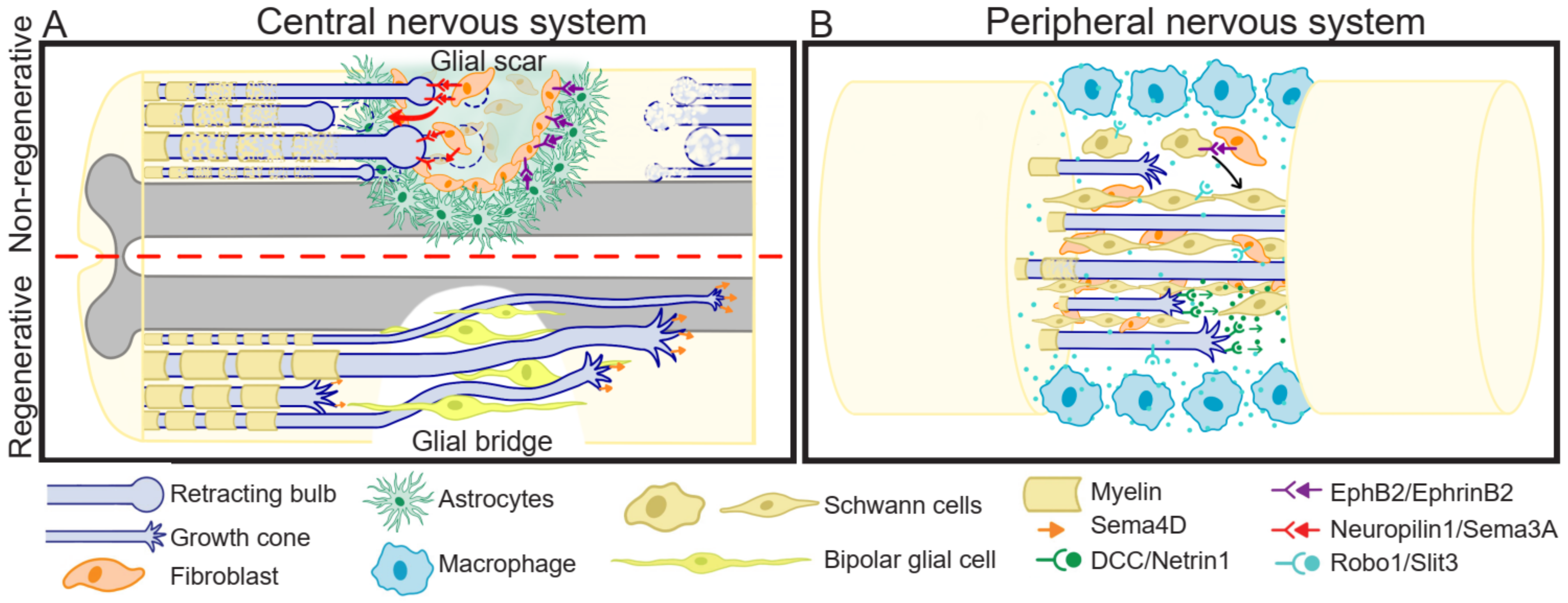 Ijms 22 08344 g002 Ijms 22 08344 g002