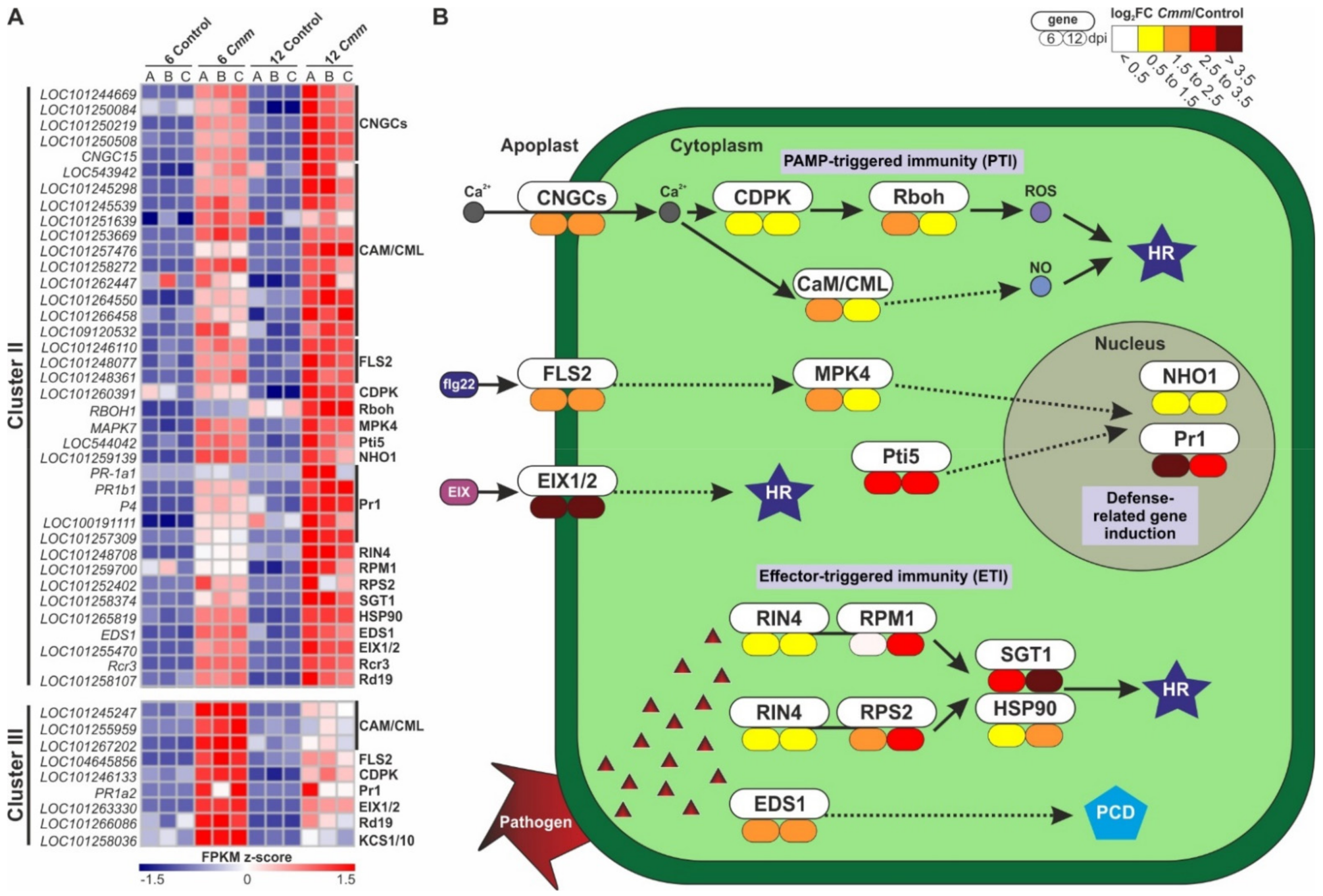 Ijms 22 08442 g006 Ijms 22 08442 g006