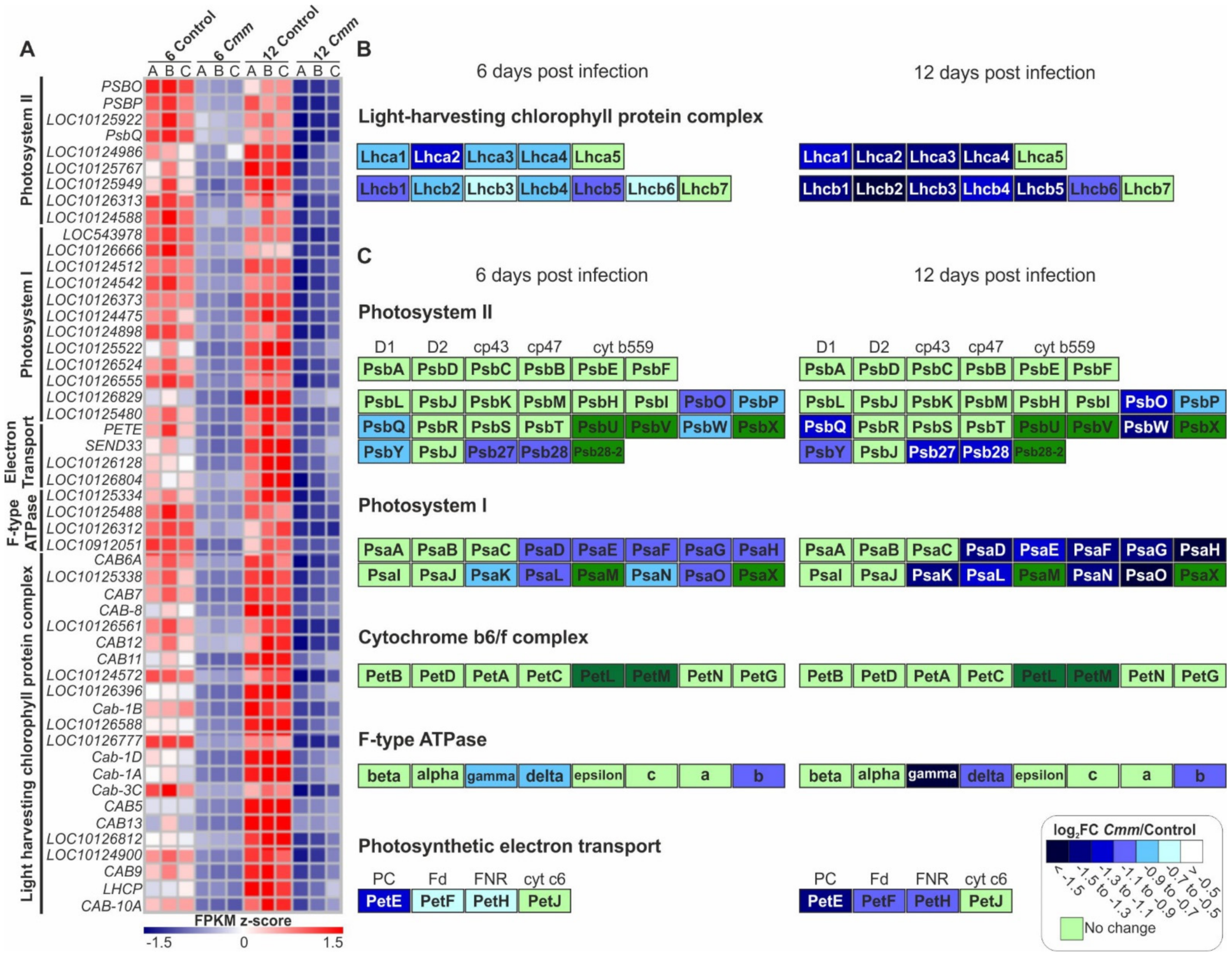 Ijms 22 08442 g007 Ijms 22 08442 g007