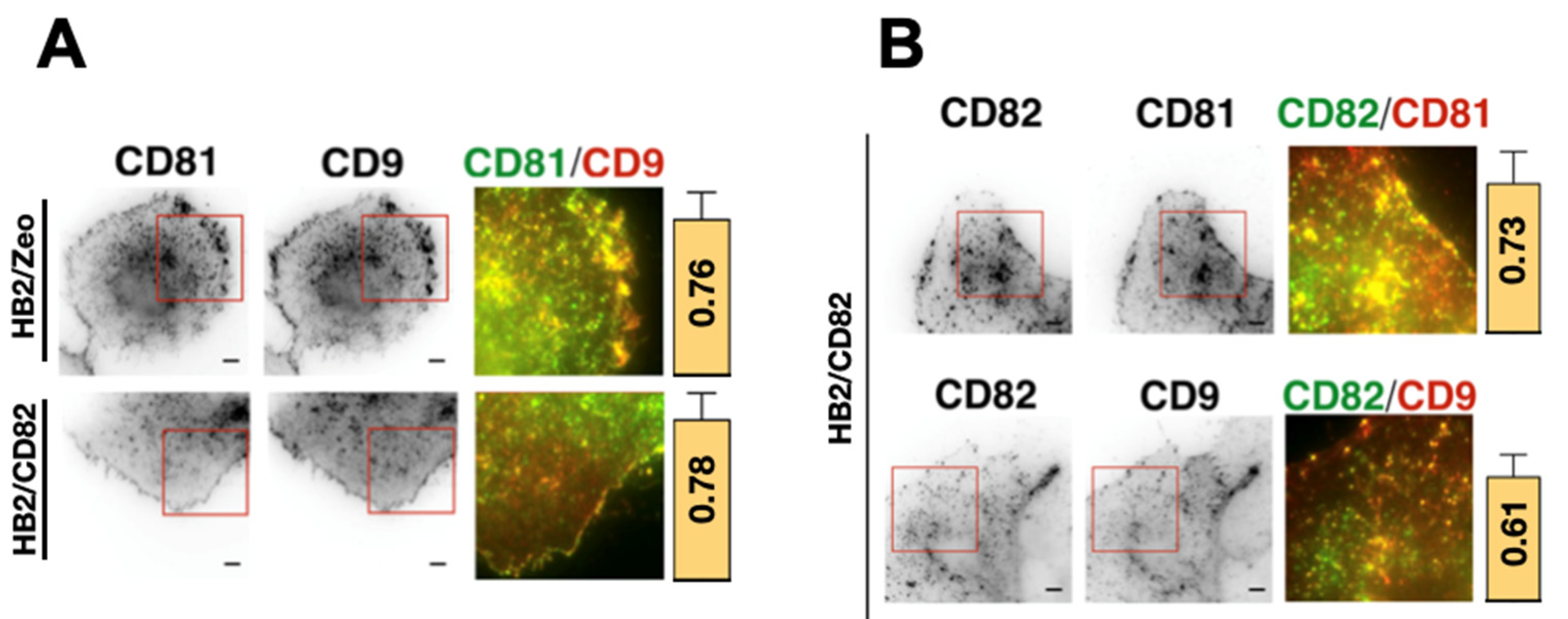 Ijms 22 08459 g003 Ijms 22 08459 g003
