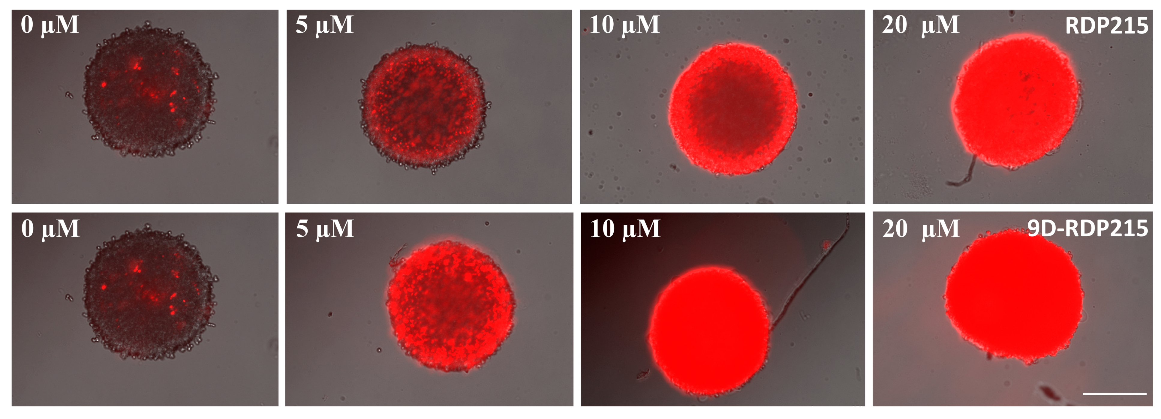 Ijms 22 08469 g014 Ijms 22 08469 g014