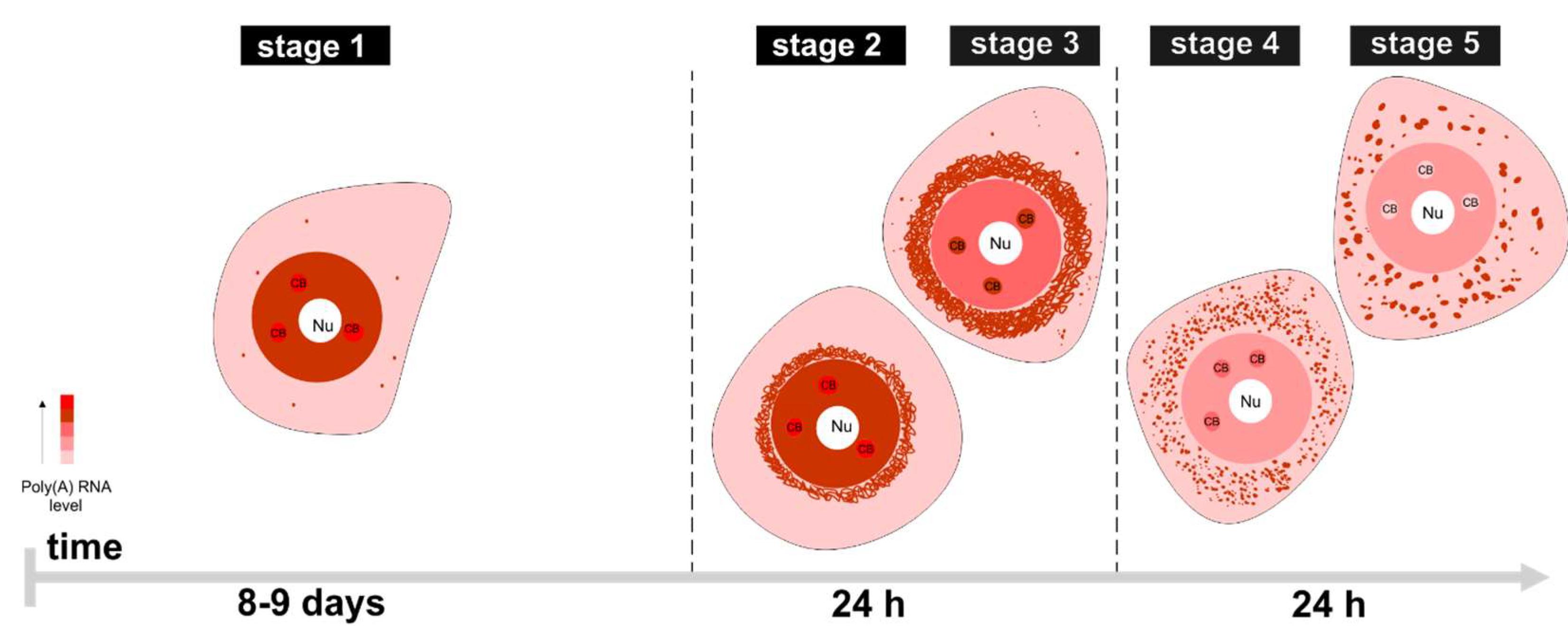 Ijms 22 08501 g001 Ijms 22 08501 g001