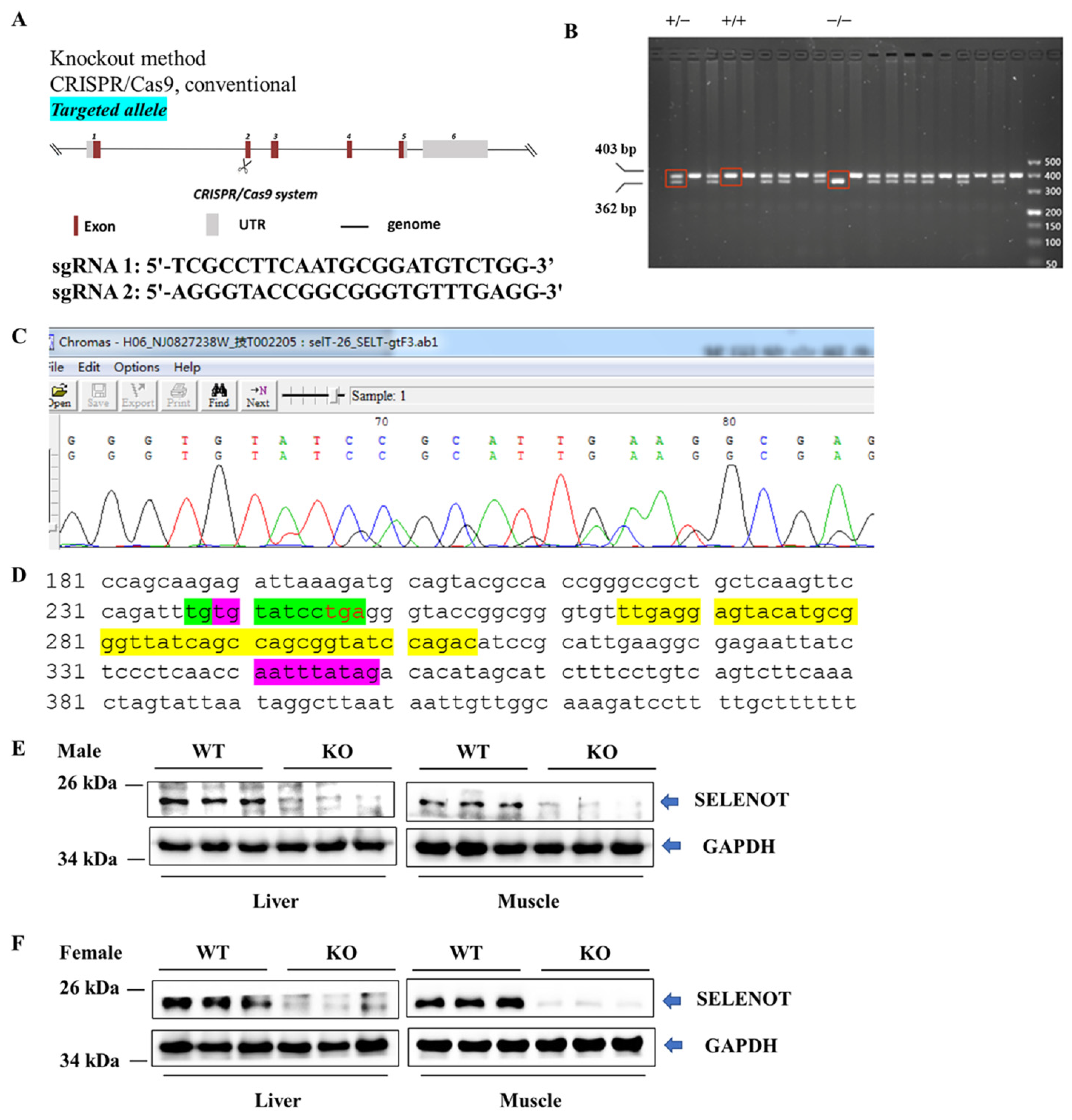 Ijms 22 08515 g001 Ijms 22 08515 g001