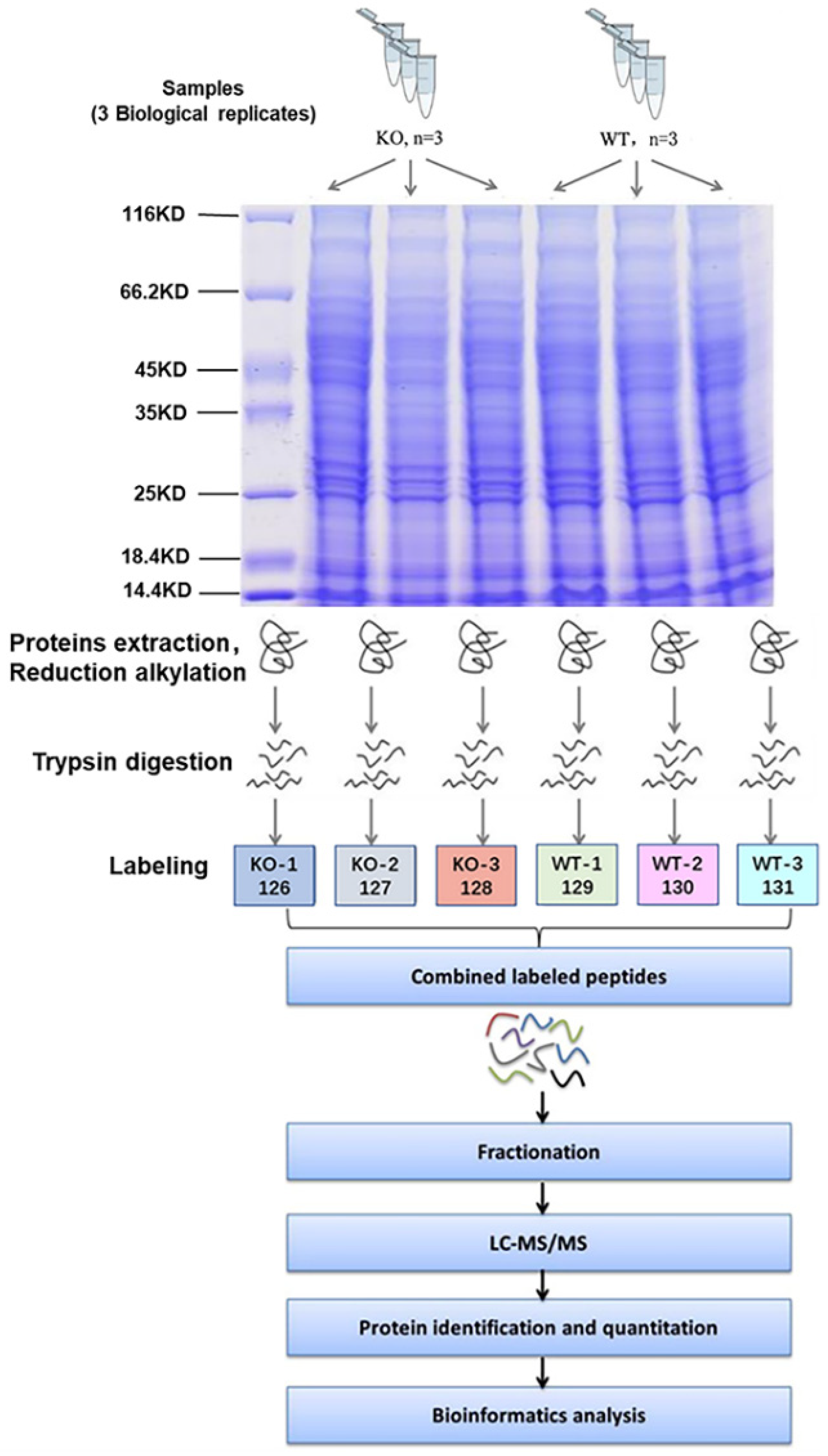 Ijms 22 08515 g003 Ijms 22 08515 g003