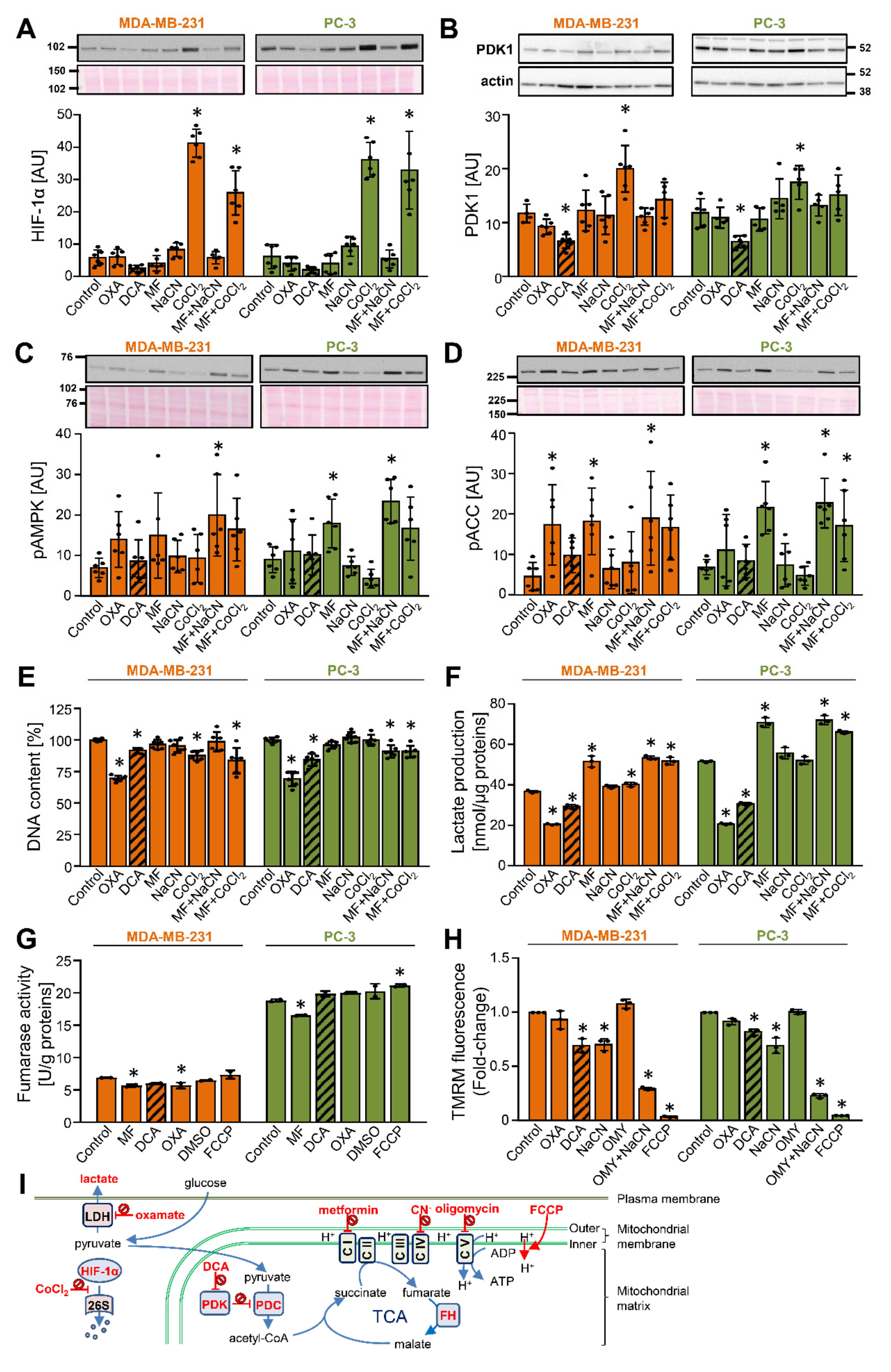 Ijms 22 08610 g001 Ijms 22 08610 g001
