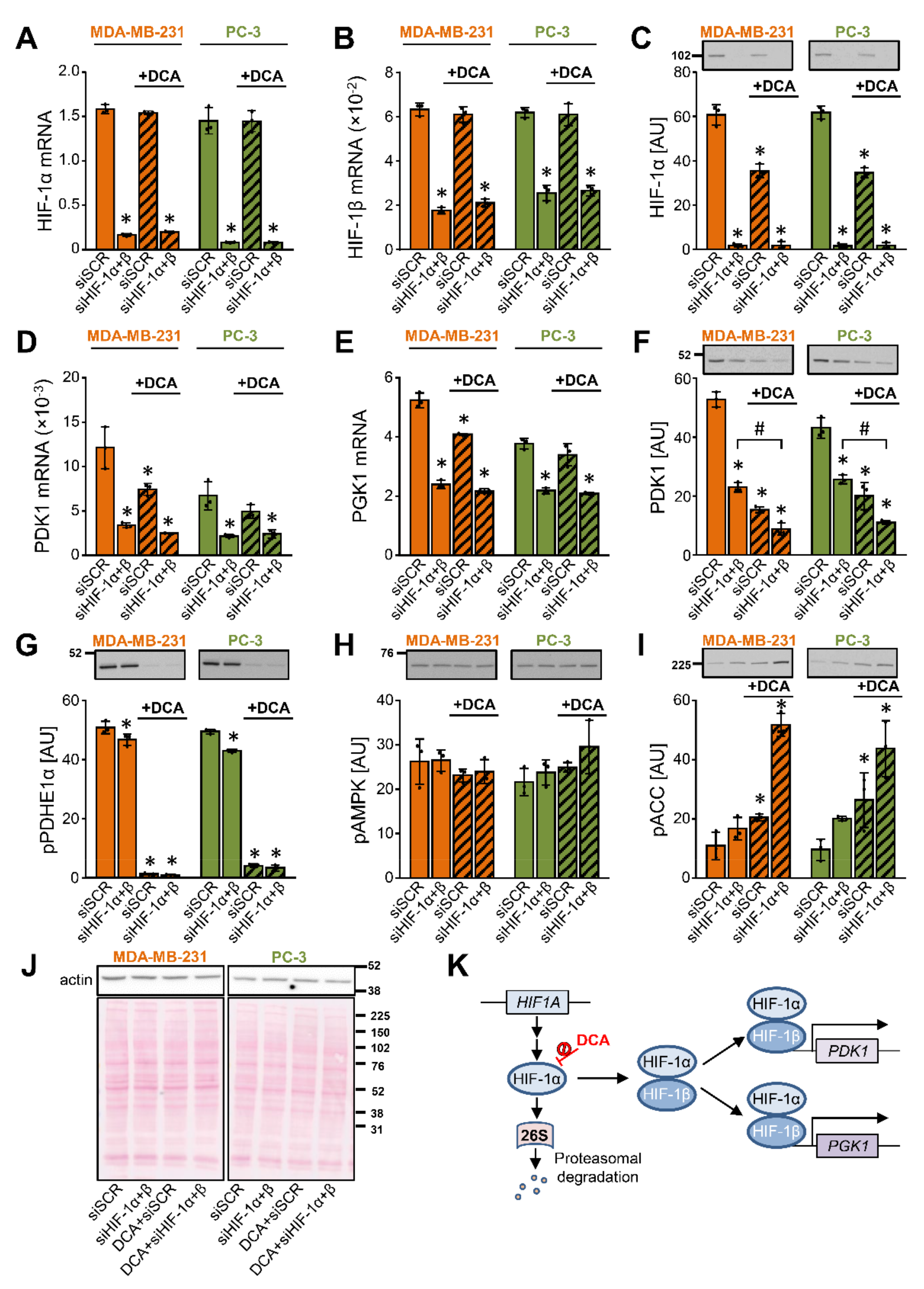 Ijms 22 08610 g004 Ijms 22 08610 g004