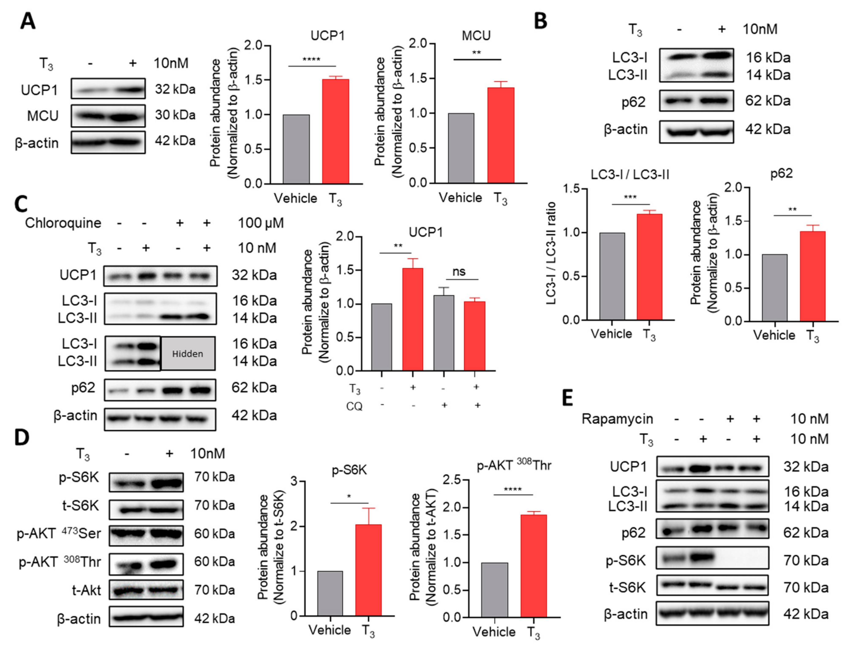 Ijms 22 08640 g002 Ijms 22 08640 g002