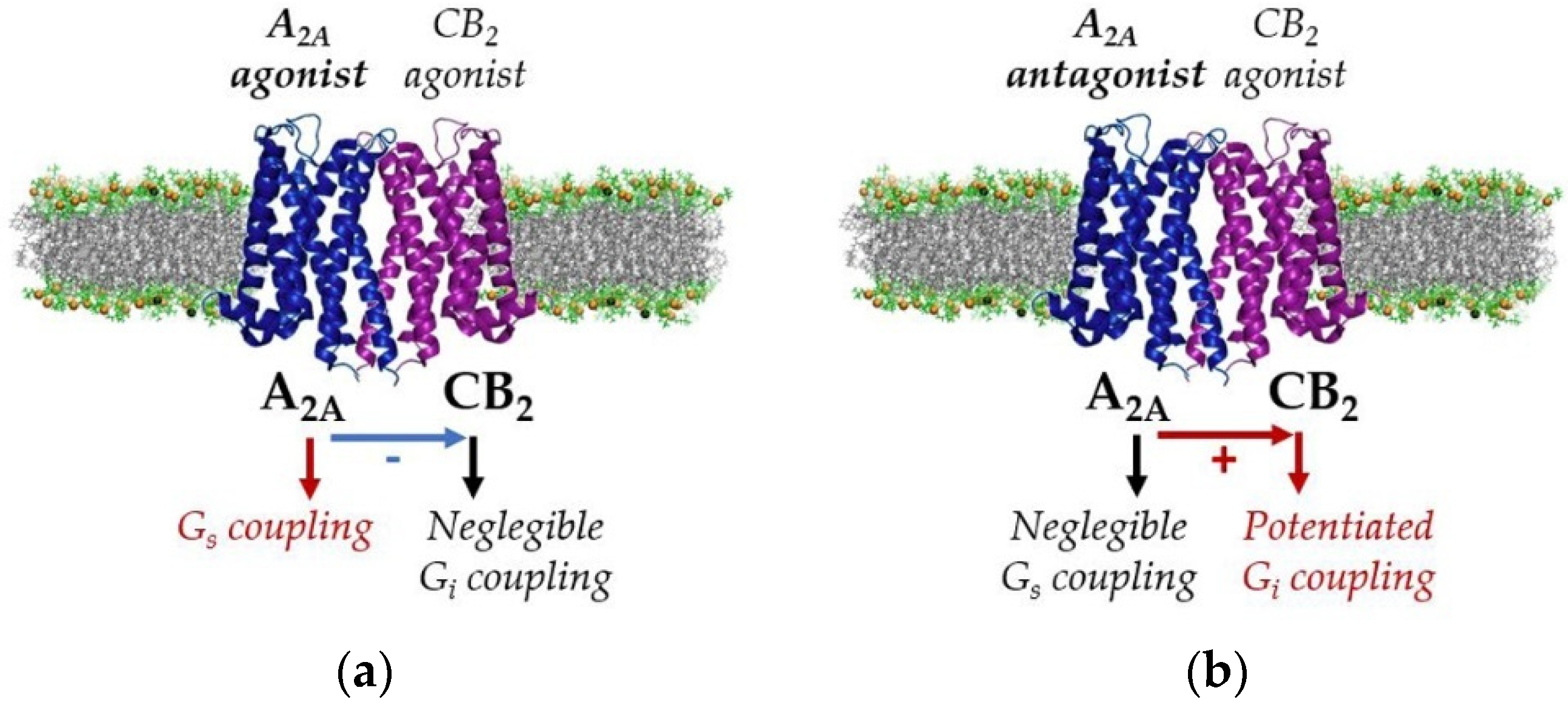 Ijms 22 08656 g003 Ijms 22 08656 g003