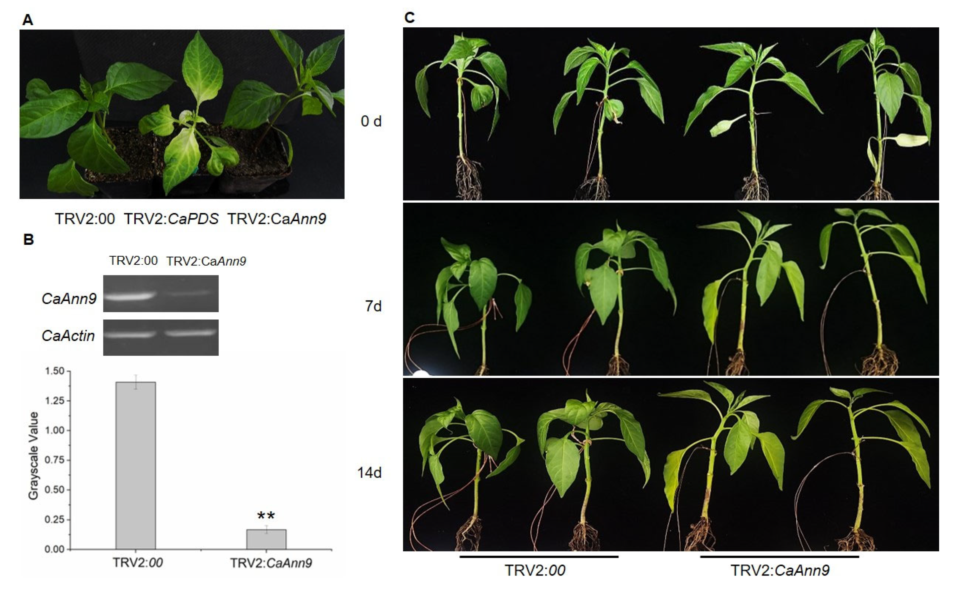 Ijms 22 08667 g007 Ijms 22 08667 g007